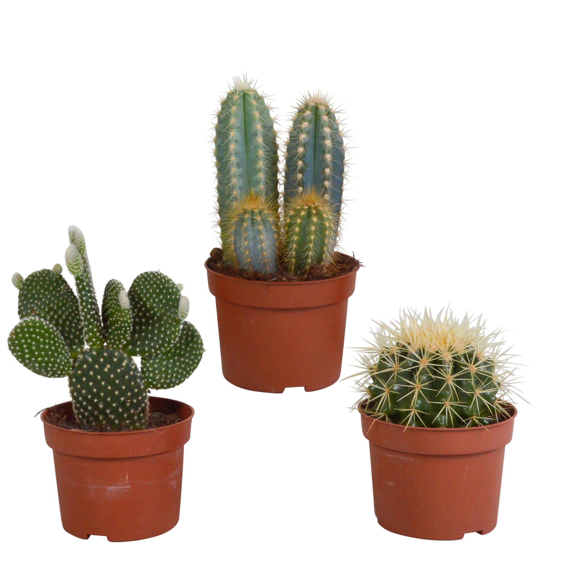 Stachelige Mischung – 3 verschiedene Kakteen