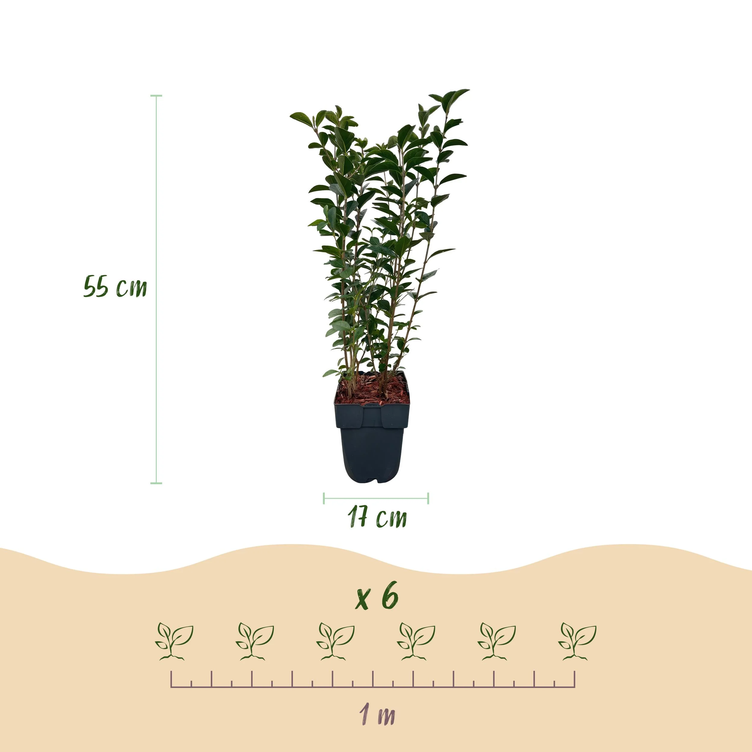 Heckenpflanzen - Ligustrum ovalifolium - Blatt grün - 6 Pflanzen - 1 laufender Meter - immergrün - Topf 17cm Höhe 55cm Bild 3