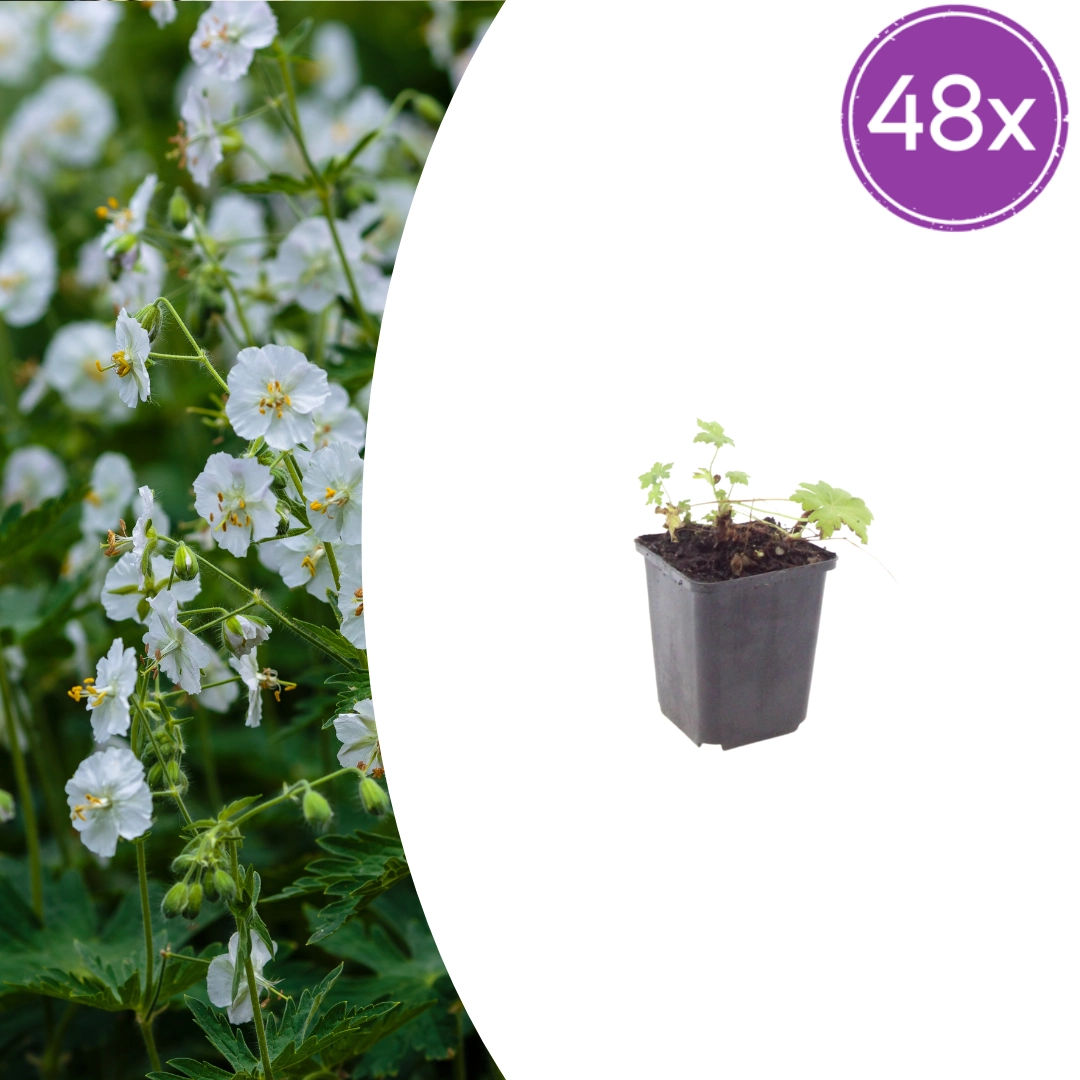Geranium macrorrhizum ‘White Ness’