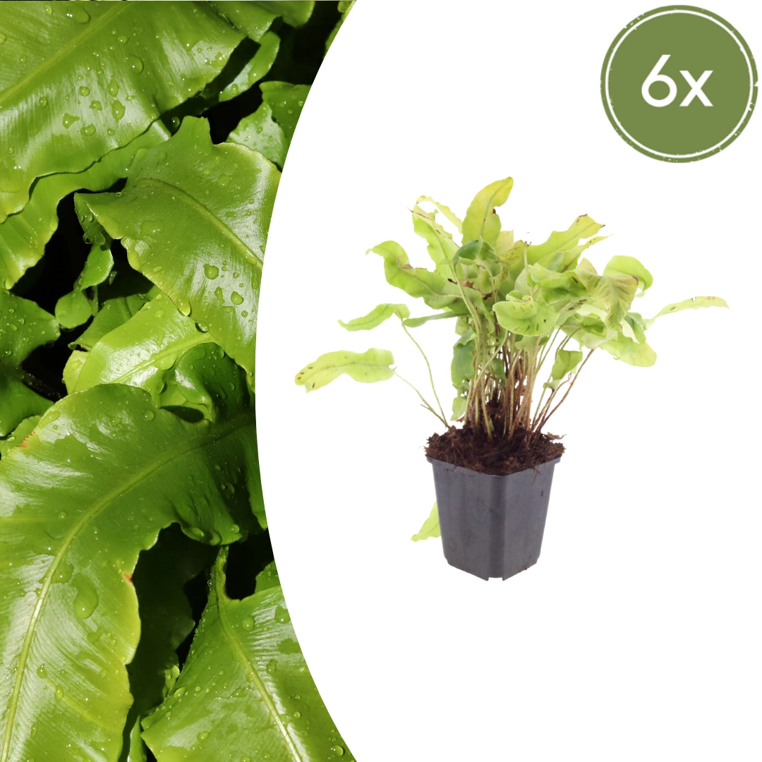 Asplenium scolopendrium - Hirschzungenfarn