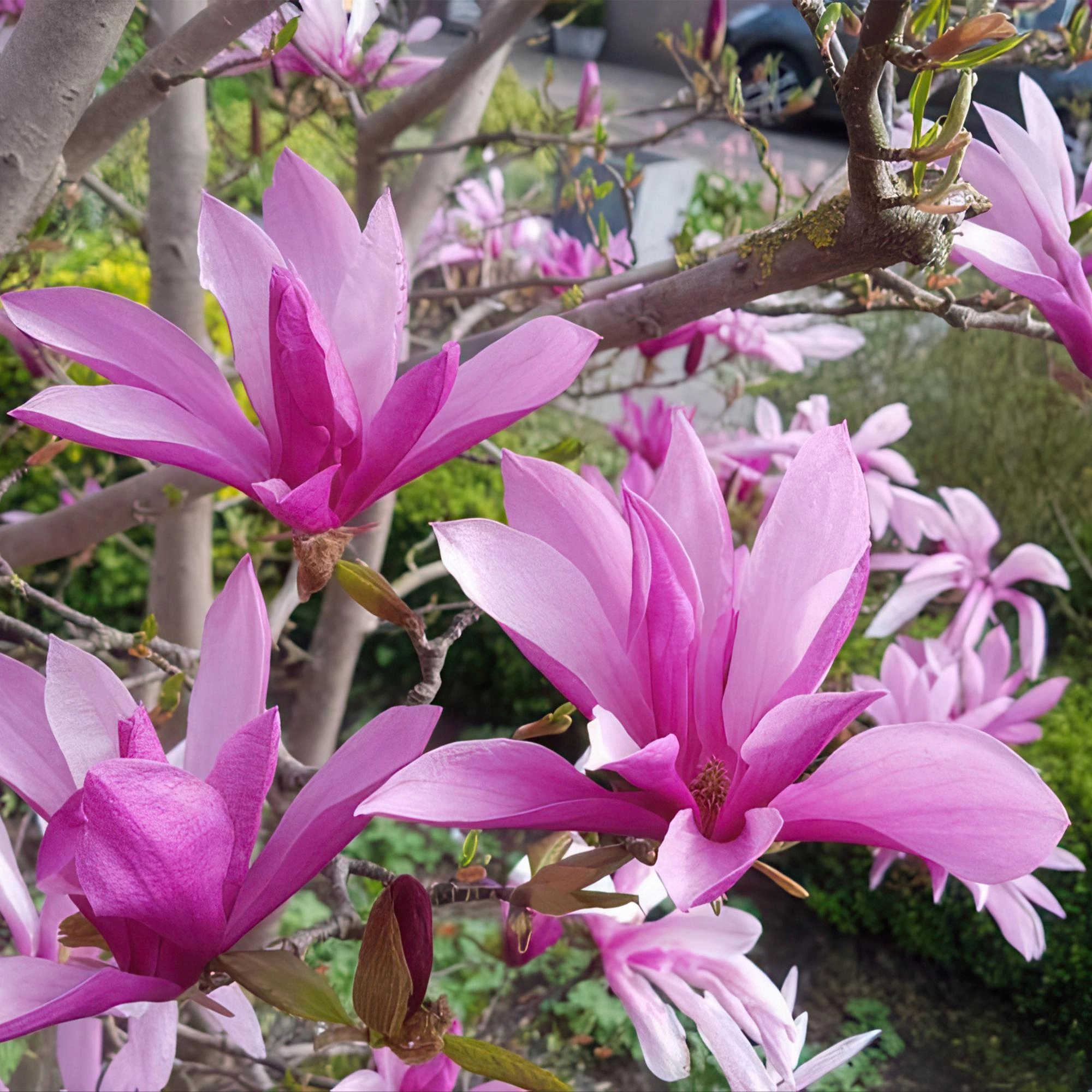Magnolia Susan