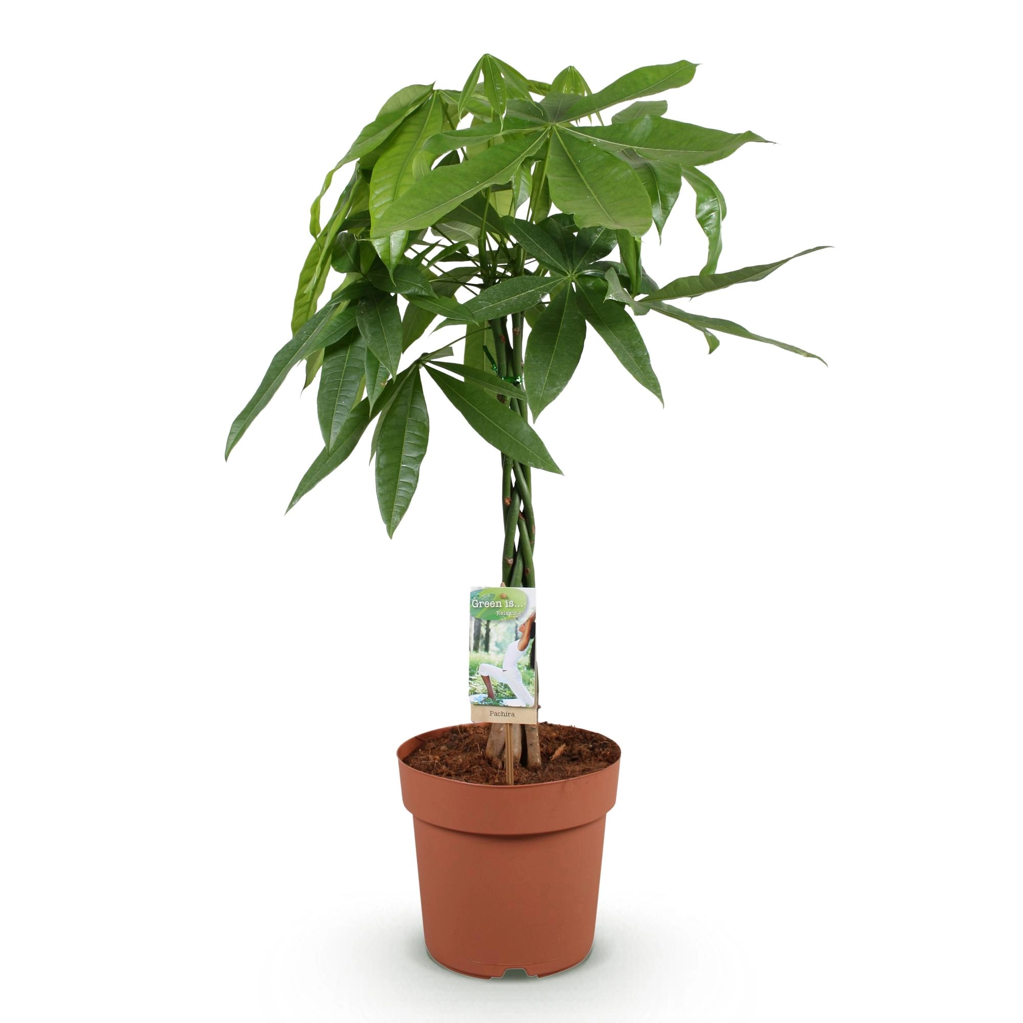 Pachira Aquatica mit geflochtenem Stamm