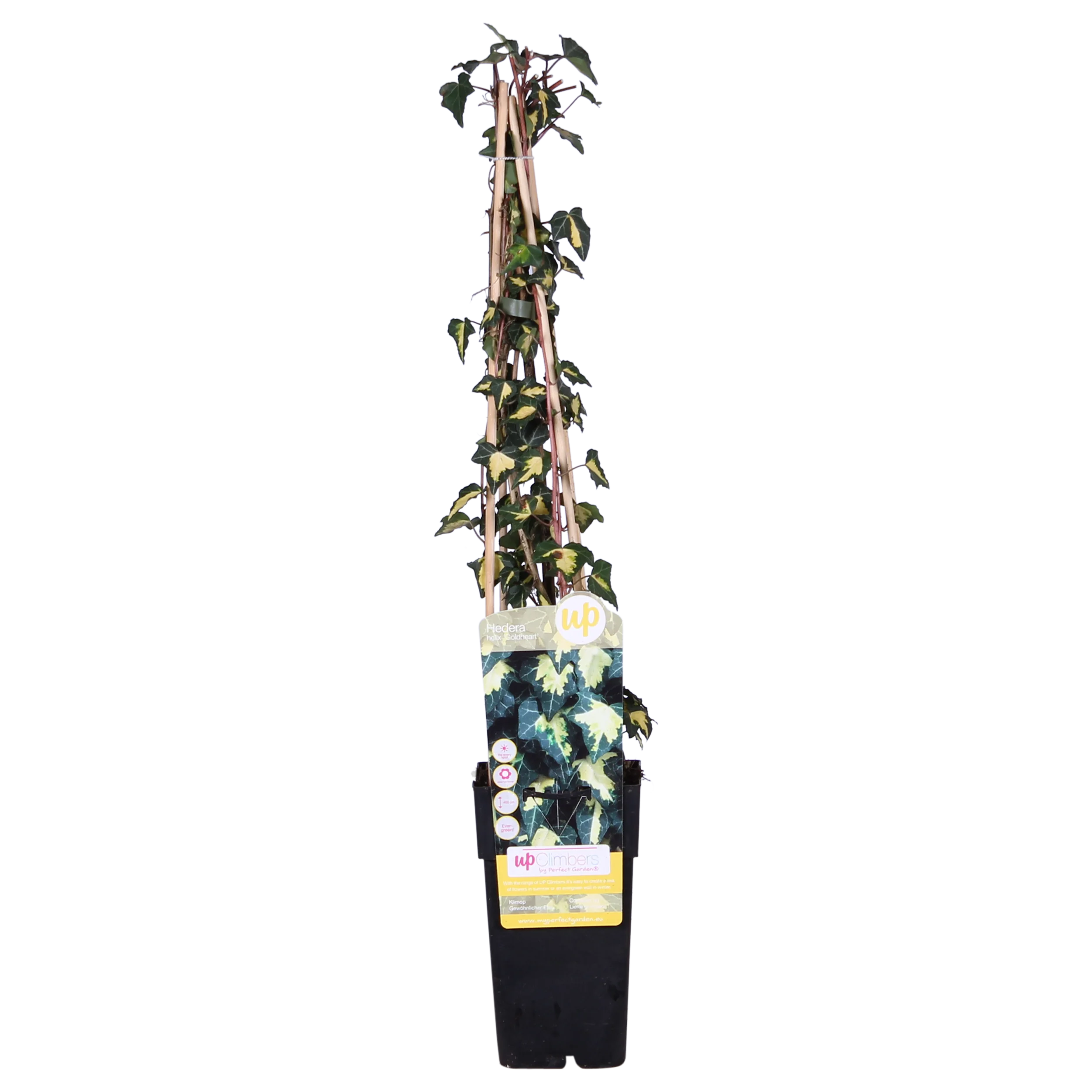 4x - Hedera helix 'Goldheart' - ↨65cm - Ø15