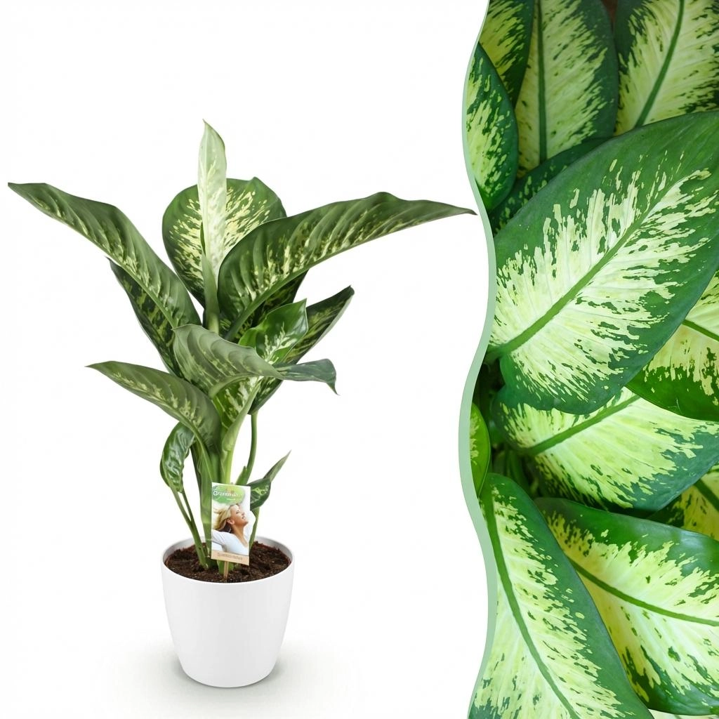 Dieffenbachia Tropic Snow