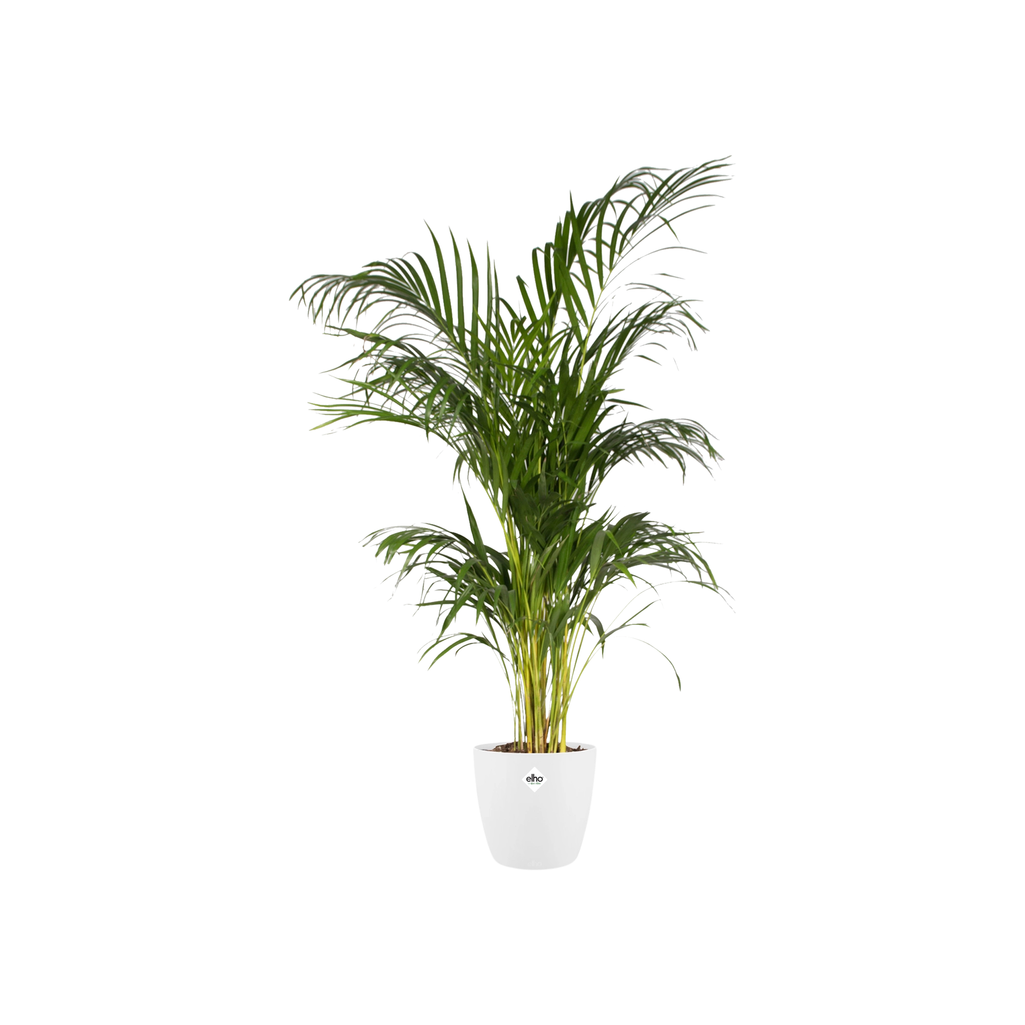 Pot elho Brussels Round White D30 x H27 Bild 3