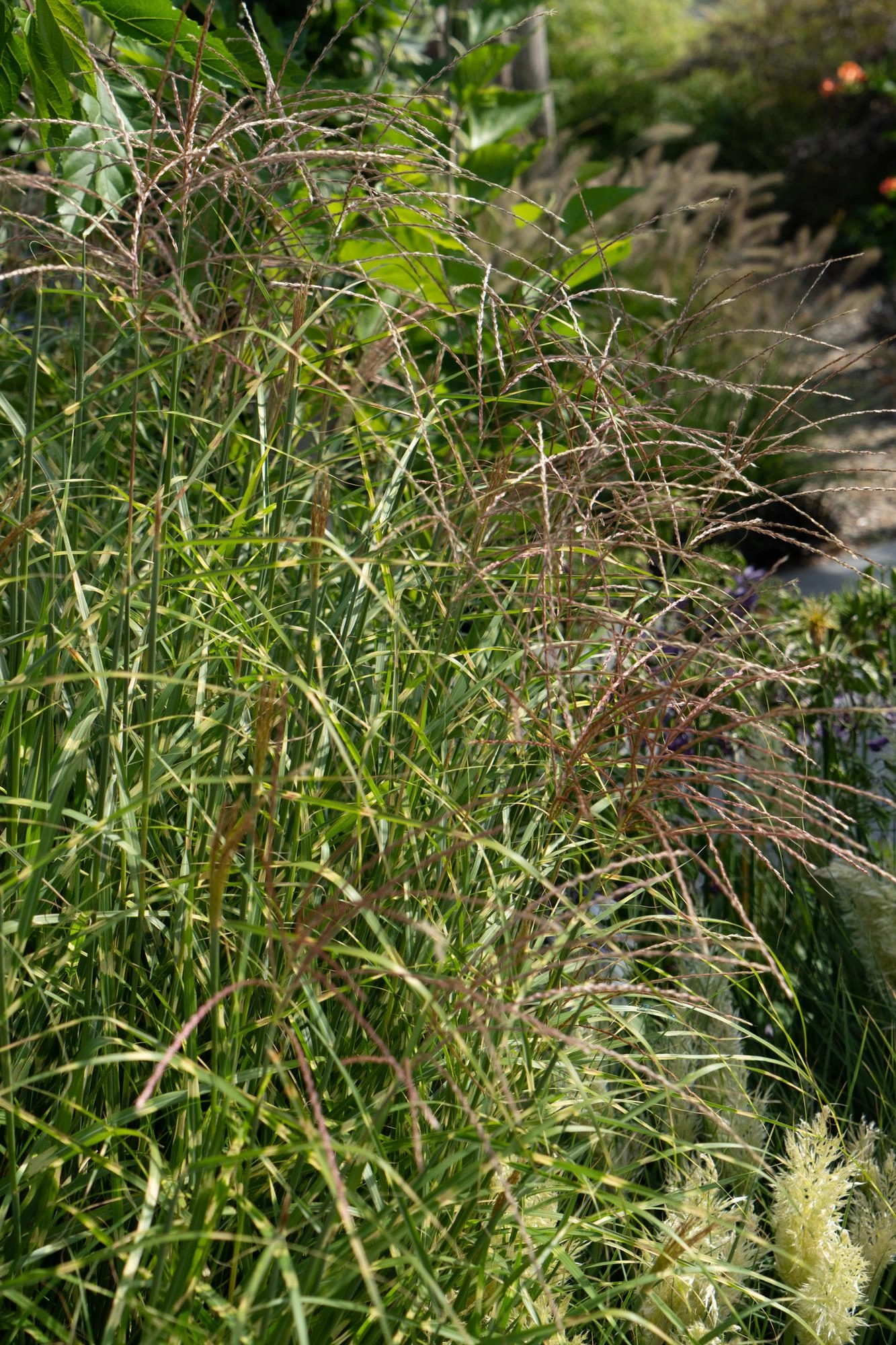 Miscanthus sinensis Strictus (Zebra-Gras)