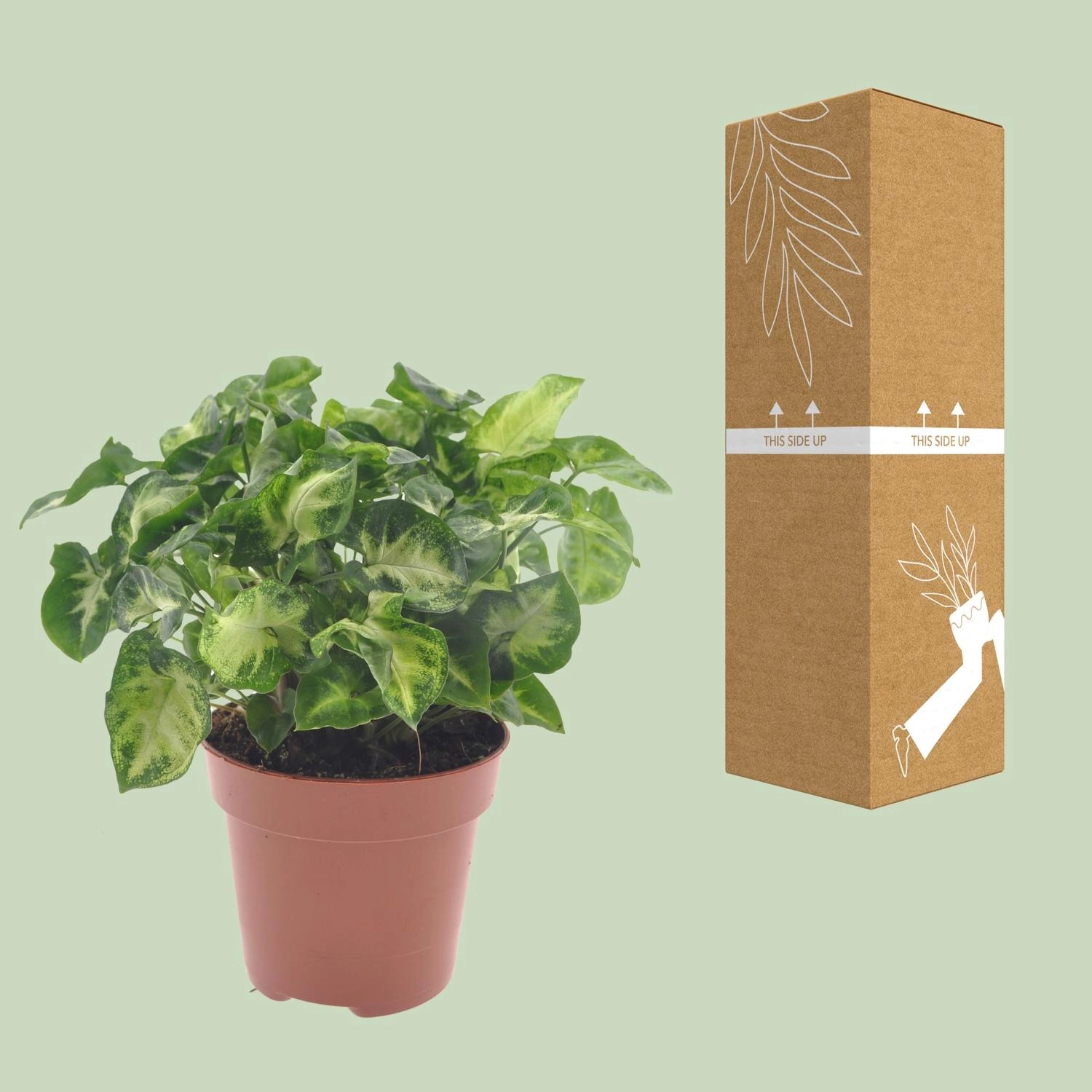 Syngonium Pixie - Ø12cm - ↕20cm Bild 3