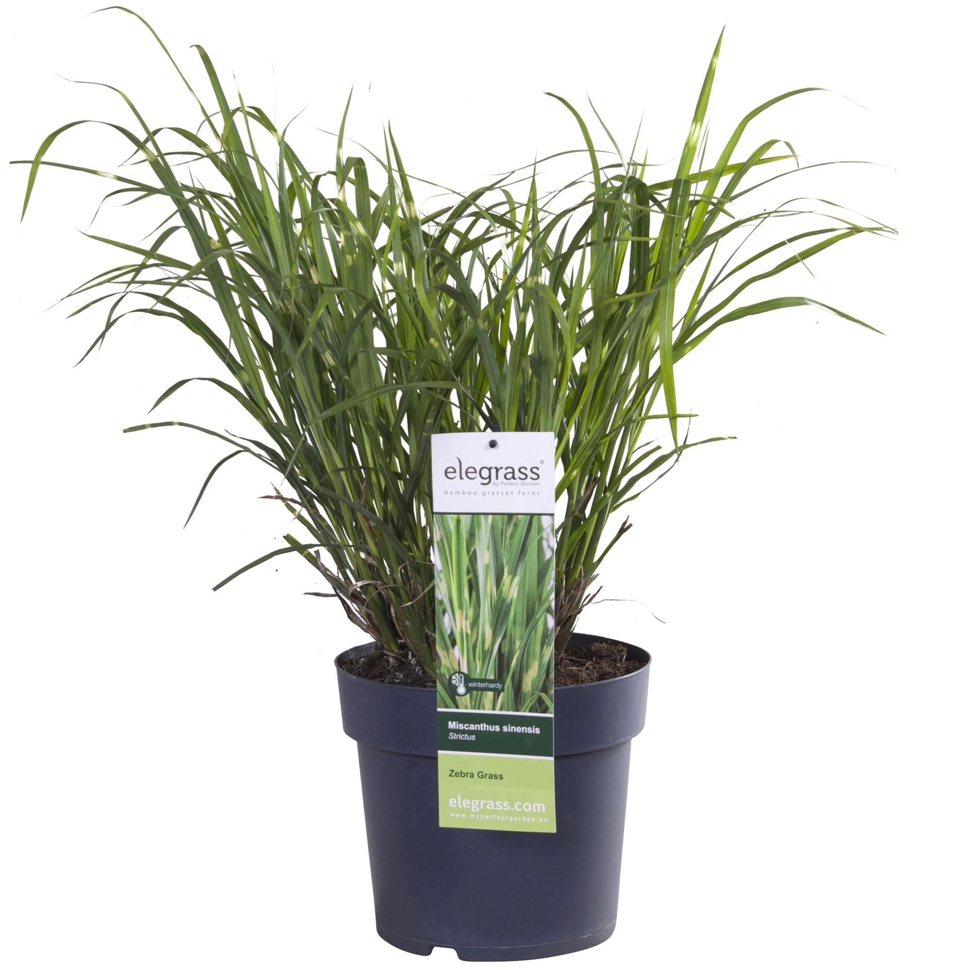 Miscanthus sinensis Strictus (Zebra-Gras)