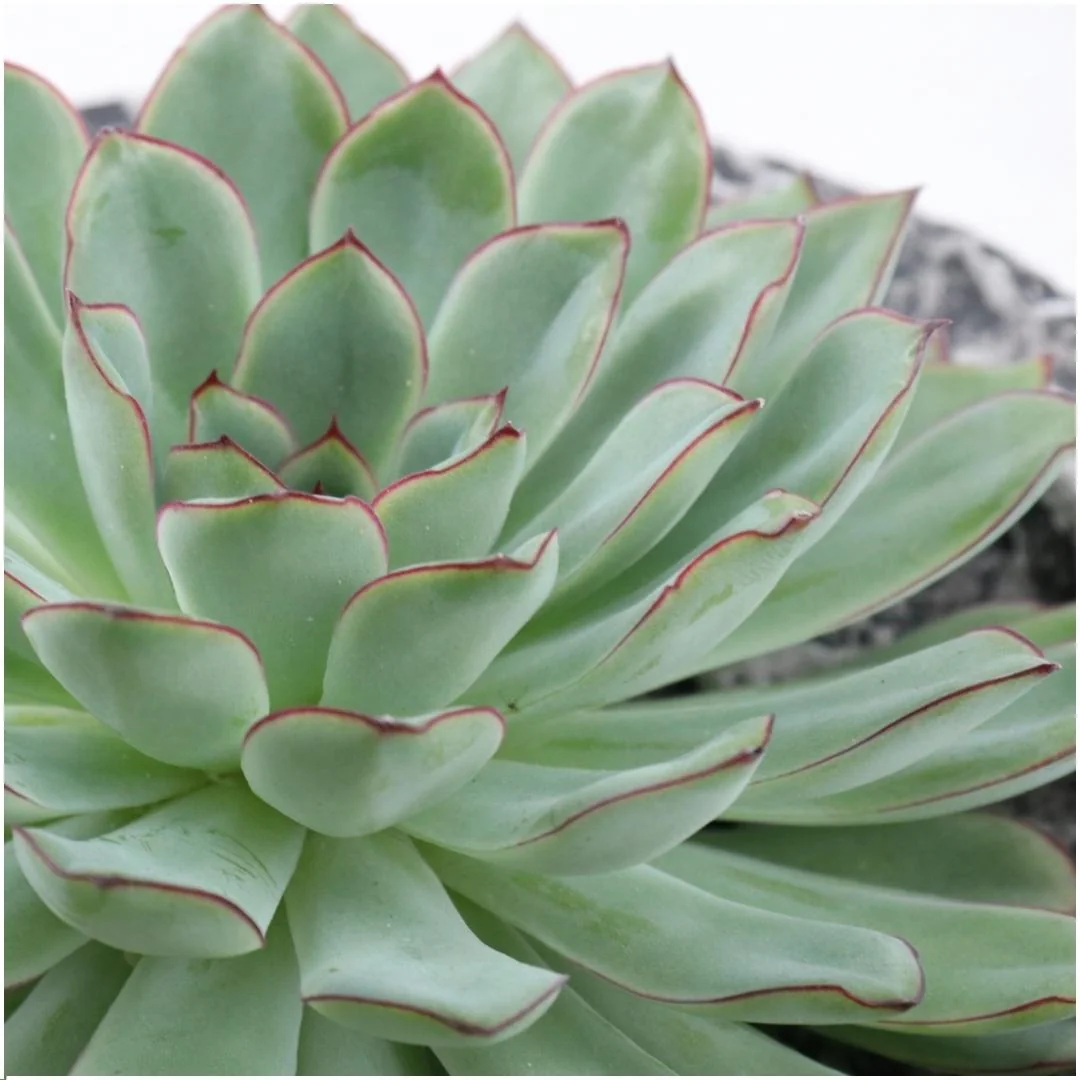ROOTLESS Echeveria Pulidonis Bild 10