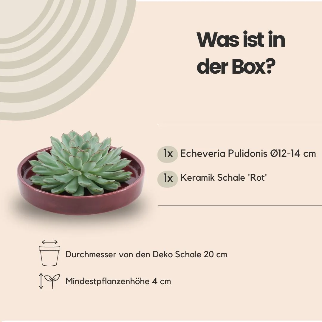 Echeveria Pulidonis - Wurzellose Sukkulente Bild 13