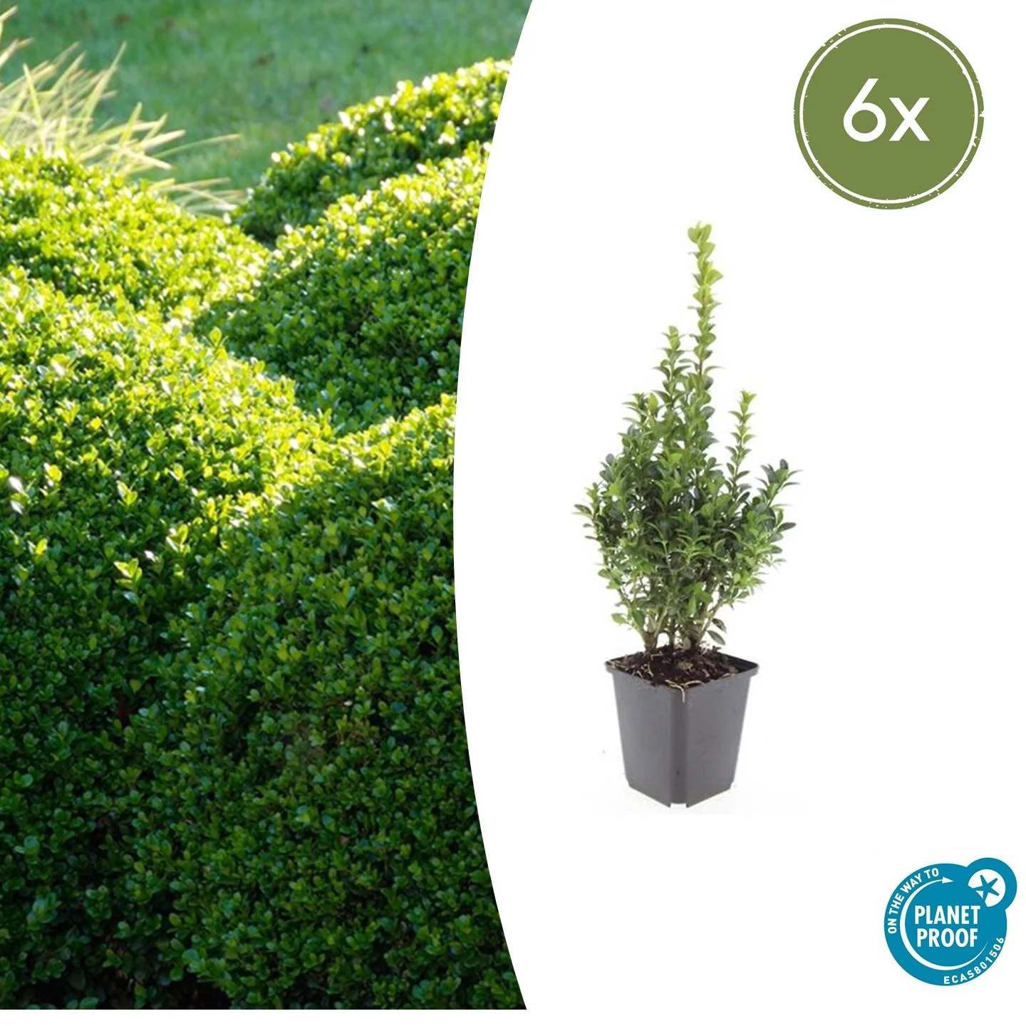 Buxus Sempervirens – Immergrüner Zierstrauch