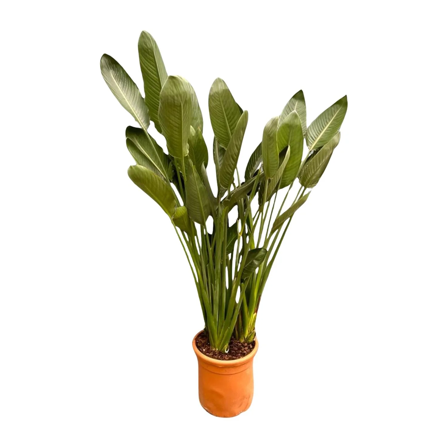 Strelitzia Reginae – Orange Paradiesvogelpflanze