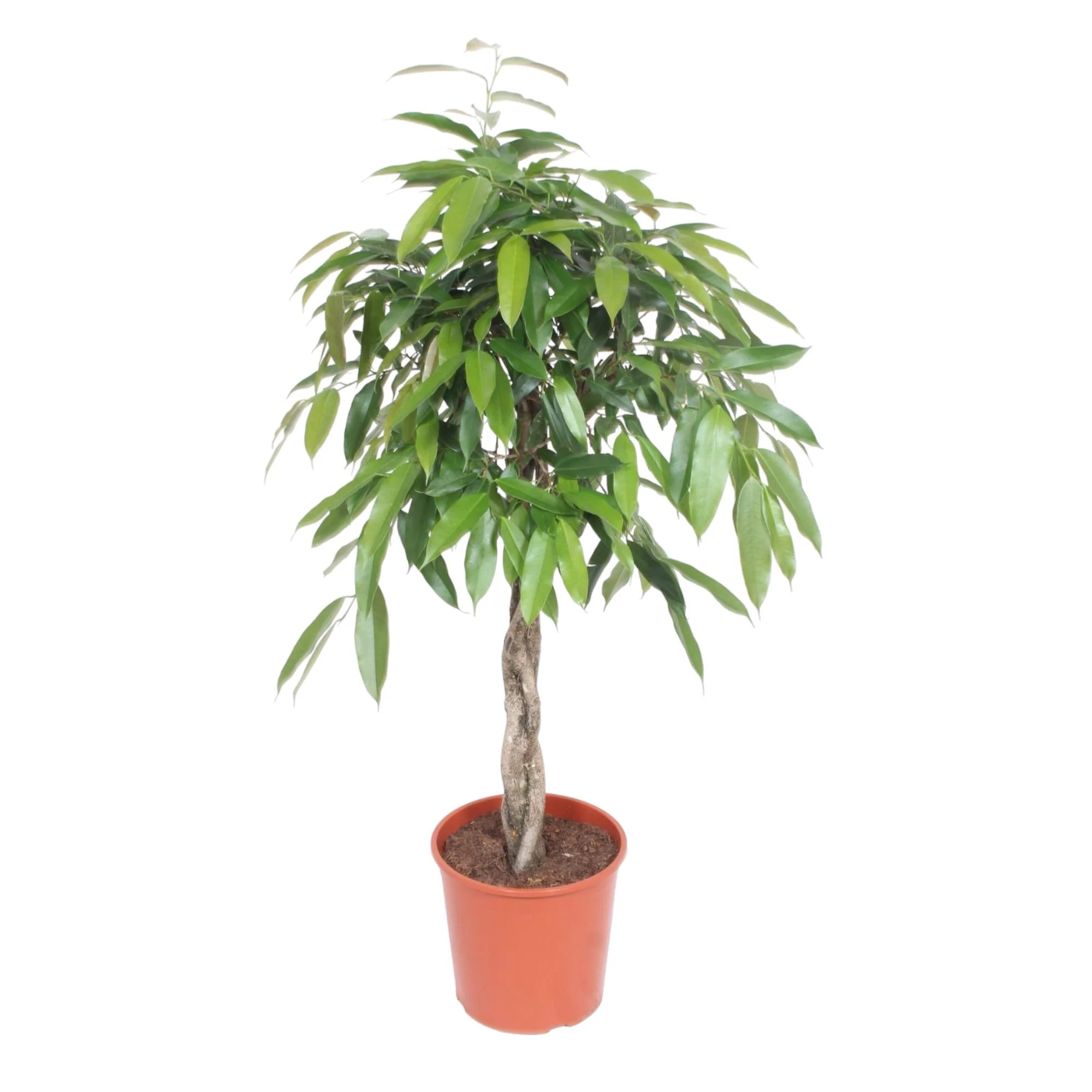 Ficus Amstel King – Elegante Zimmerpflanze
