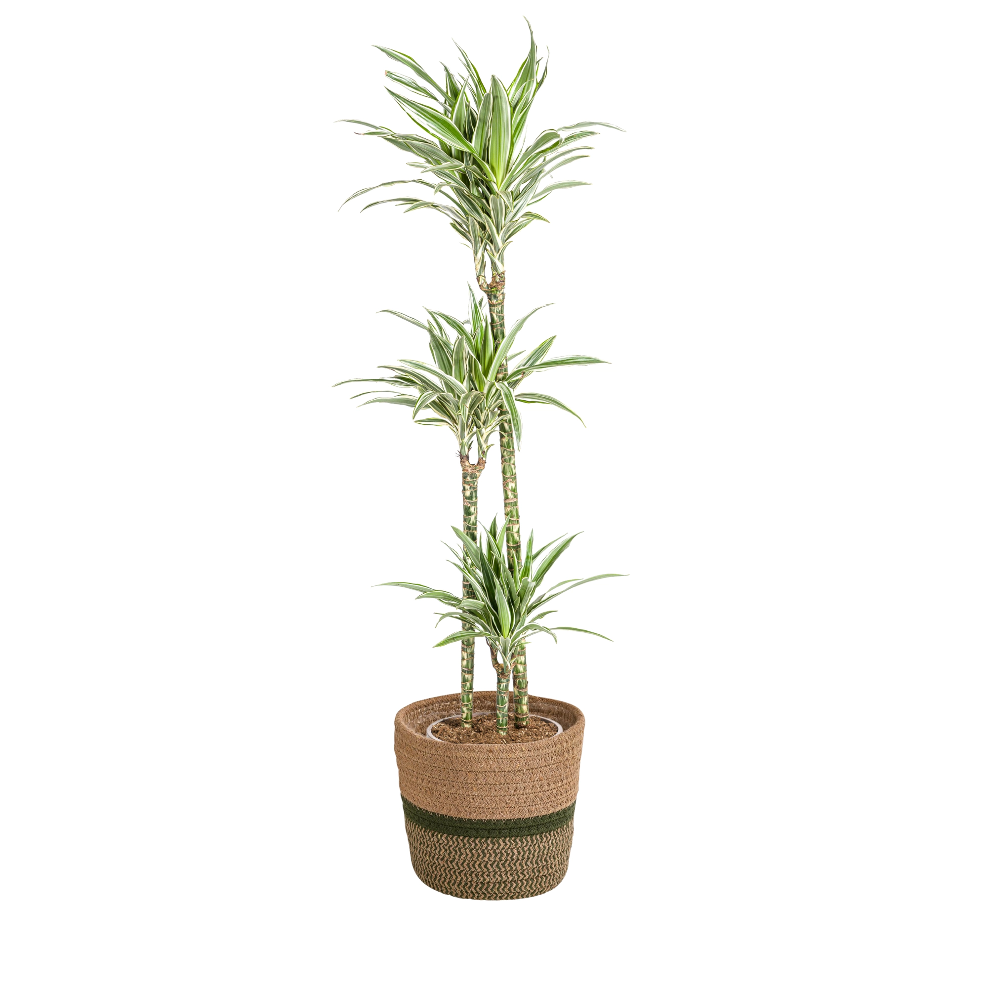 Dracaena Deremensis White Stripe