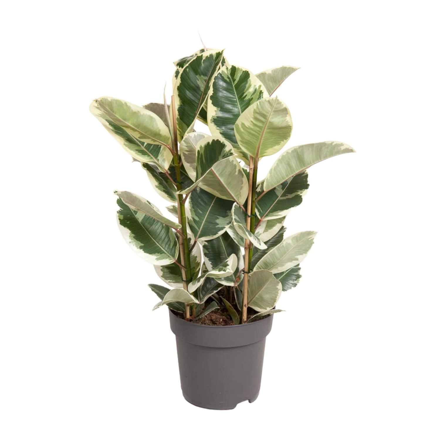 Ficus Elastica Tineke - Ø27cm - ↕100cm Bild 1