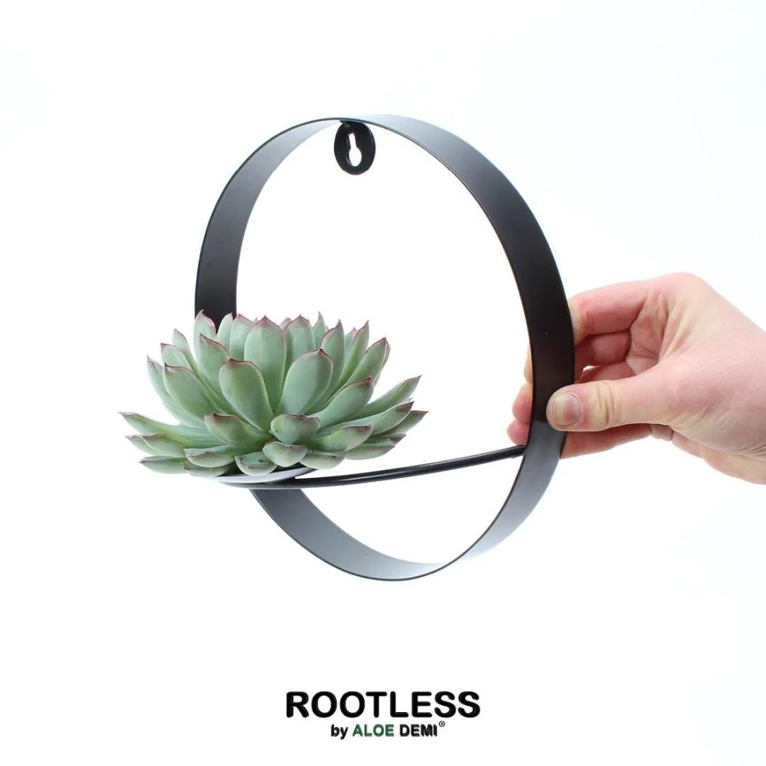 ROOTLESS Echeveria Pulidonis