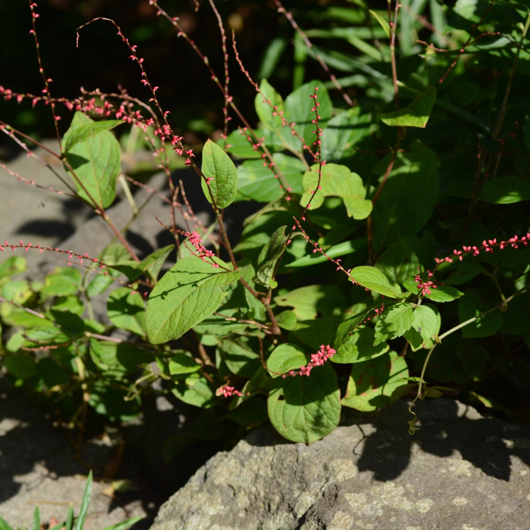 Persicaria amplexicaulis ‘Speciosa’