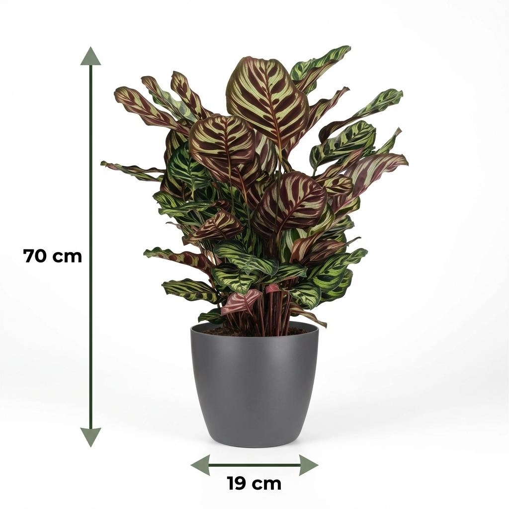 Pfauen-Korbmarante (Calathea Makoyana)