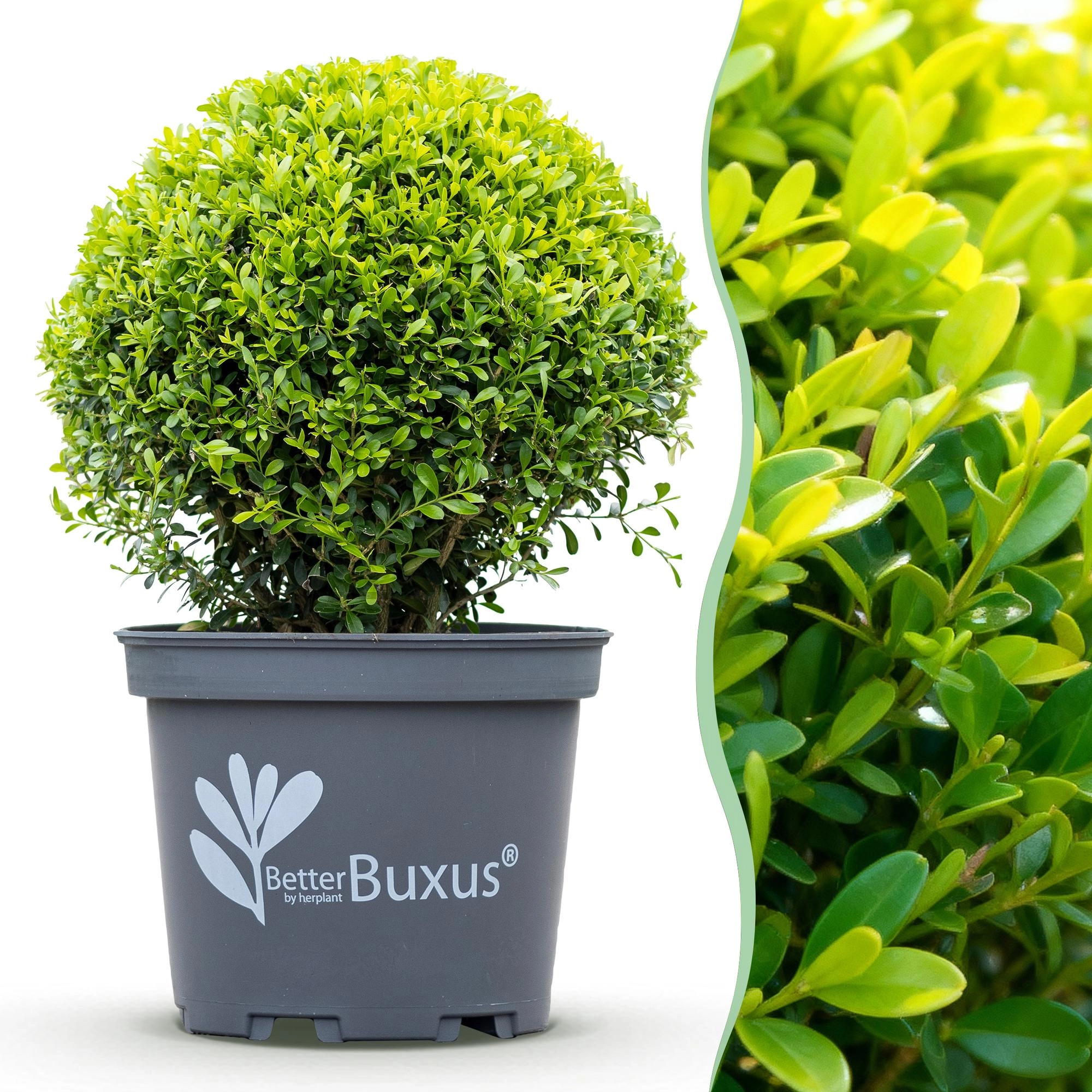 BetterBuxus