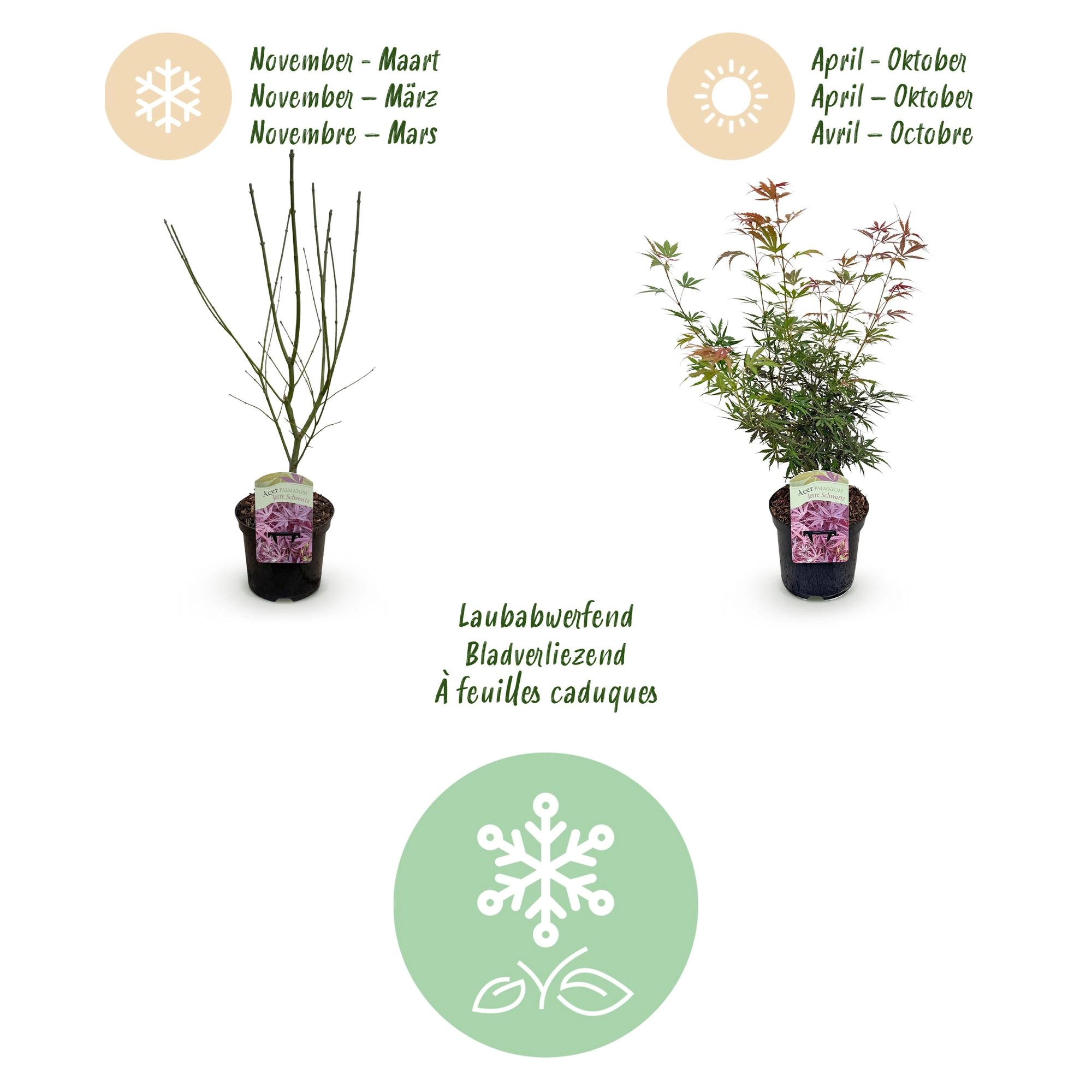 Balkonpflanze - Japanischer Ahorn - Acer palmatum Jerre Swarts - Dunkelrot - 2 Pflanzen - Laubabwerfend - Topf 19cm Höhe 70cm