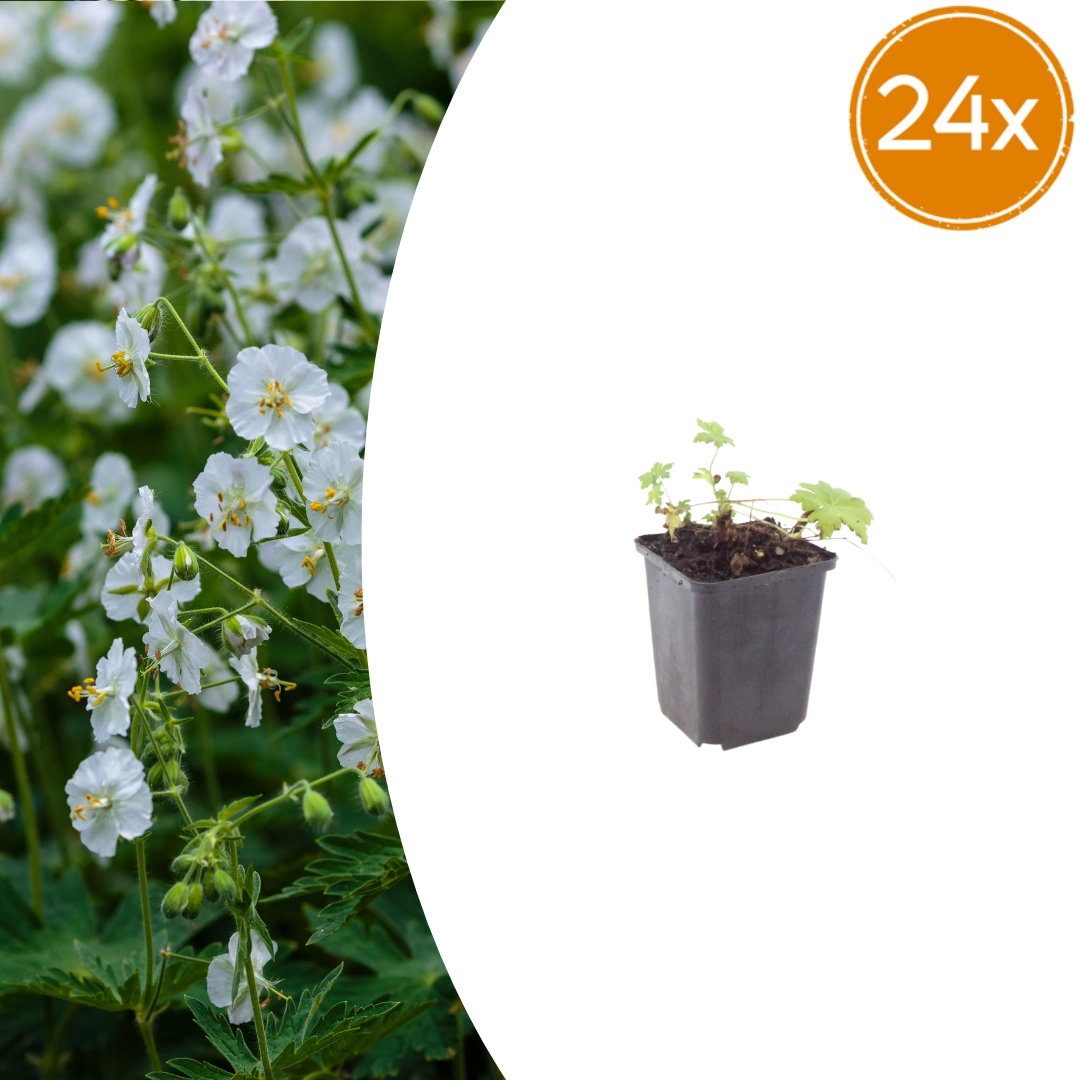 Geranium macrorrhizum ‘White Ness’