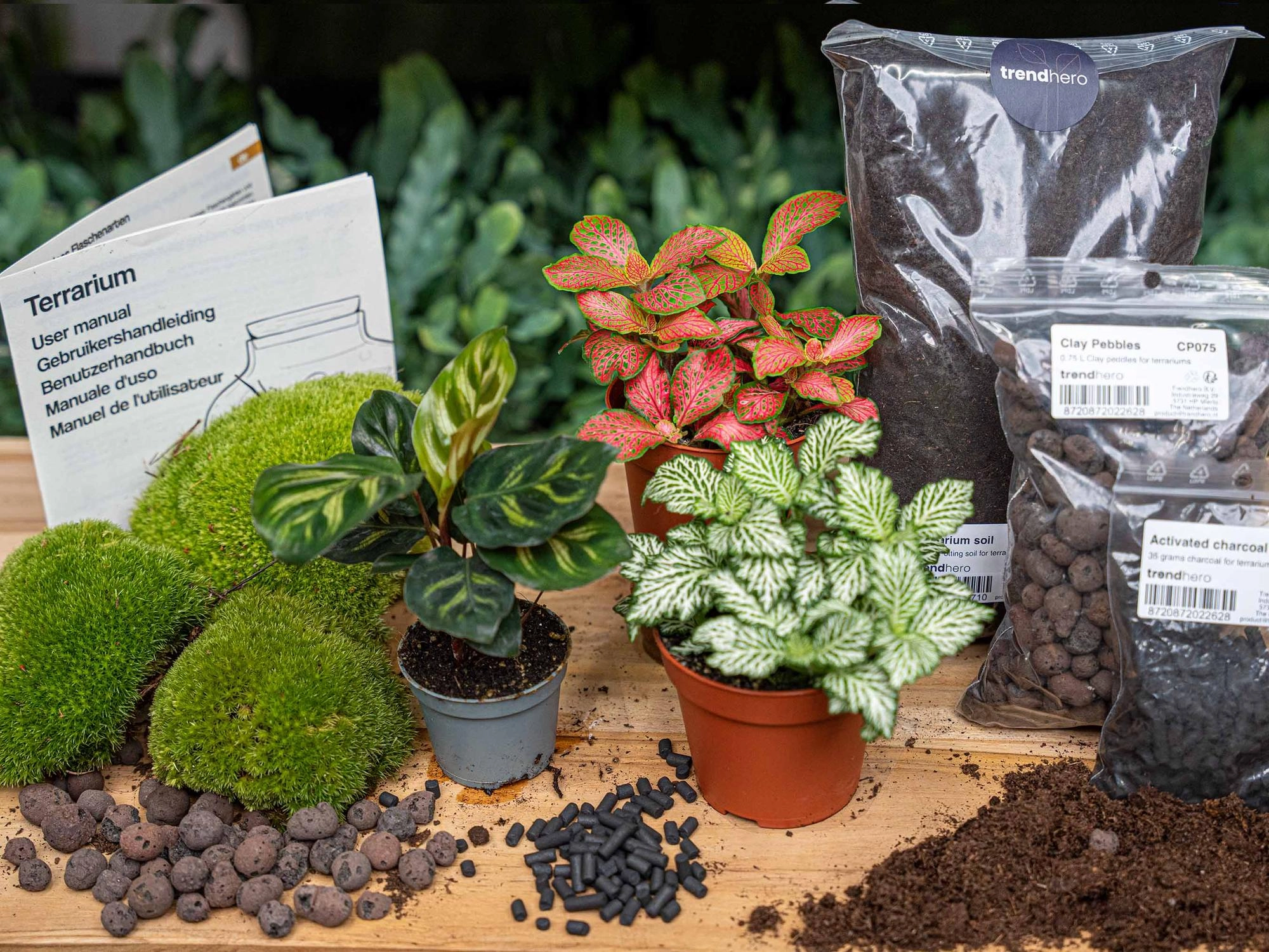 Flaschengarten paket Calathea Makoyana - Package 2 Bild 1