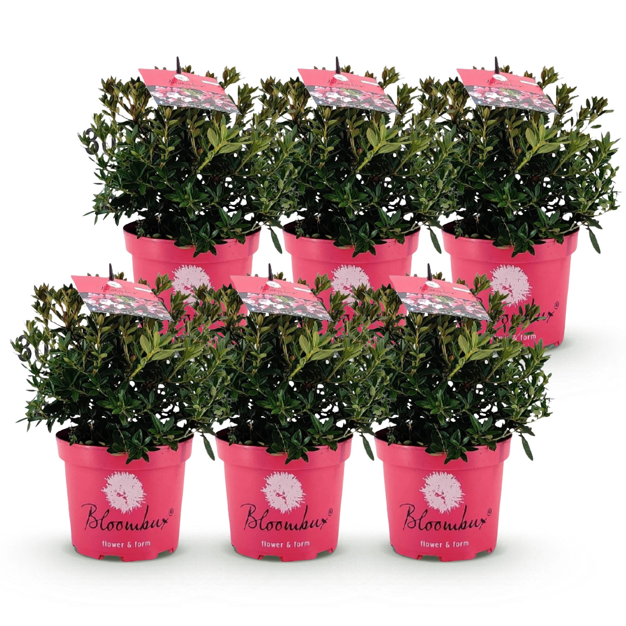 Green boutiQ - Zwerg-Rhododendron - Rhododendron Bloombux Magenta - Blühende Buxus - Wenig Pflege - Rosa Blüte - 6 Pflanzen - Topf 17cm - Höhe 30-40cm Bild 2