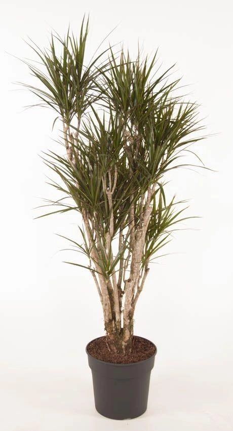 Dracaena Marginata verzweigt - 160cm Bild 1