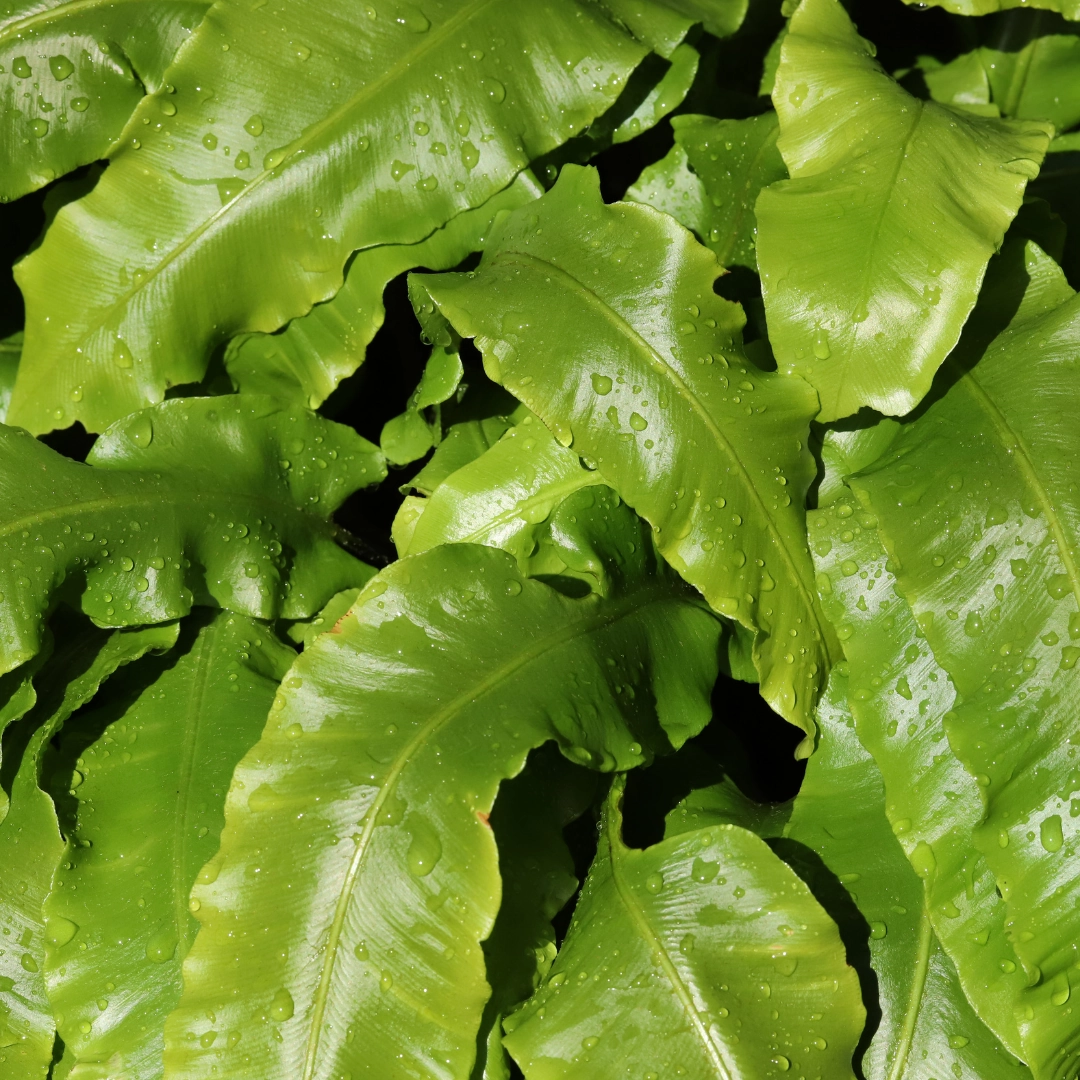 Asplenium scolopendrium - Hirschzungenfarn