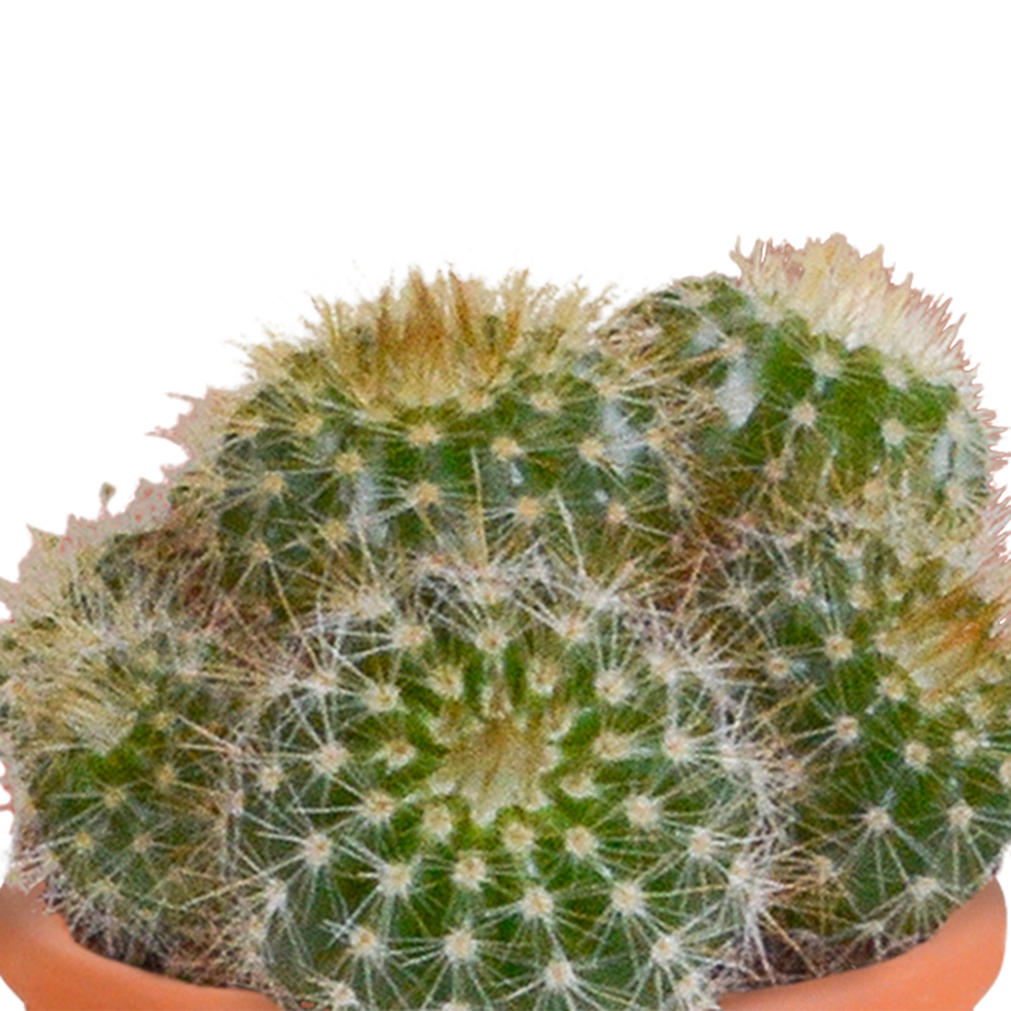 Cactus en vetplanten Mischung 5,5 cm 15 stück - in Mexicaanse pot Bild 14