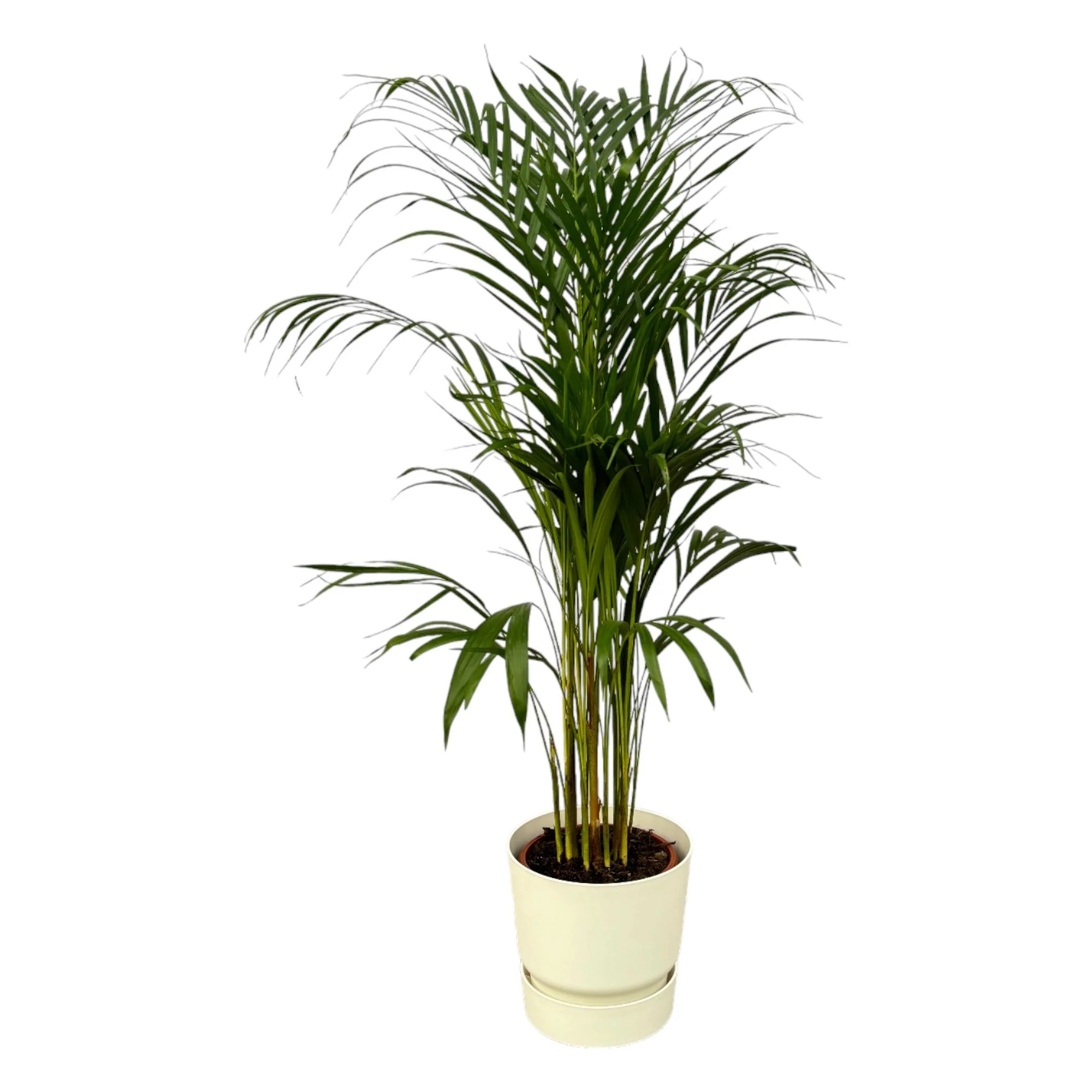 Areca-Palme im elho Greenville Round-Topf