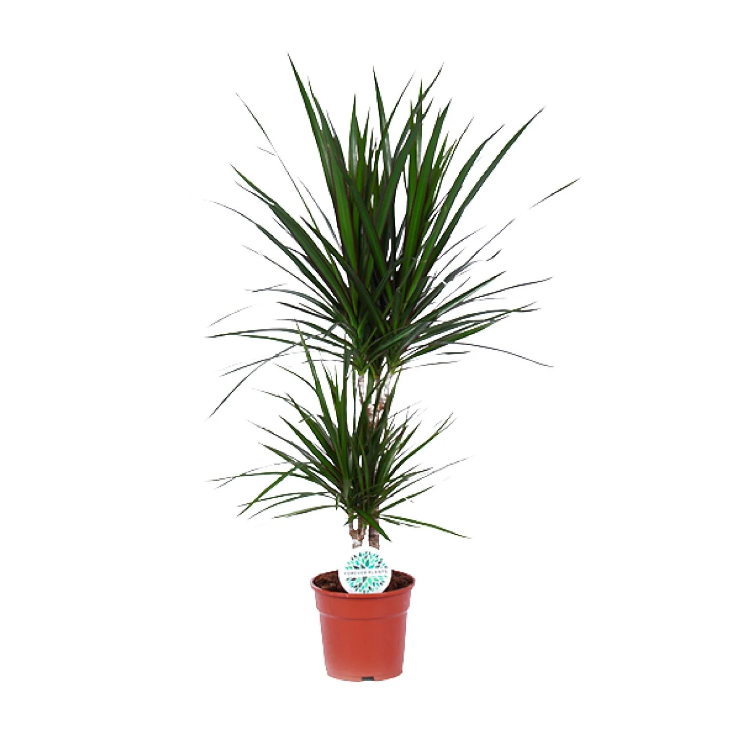 Drachenbaum (Dracaena Marginata) – 75 cm