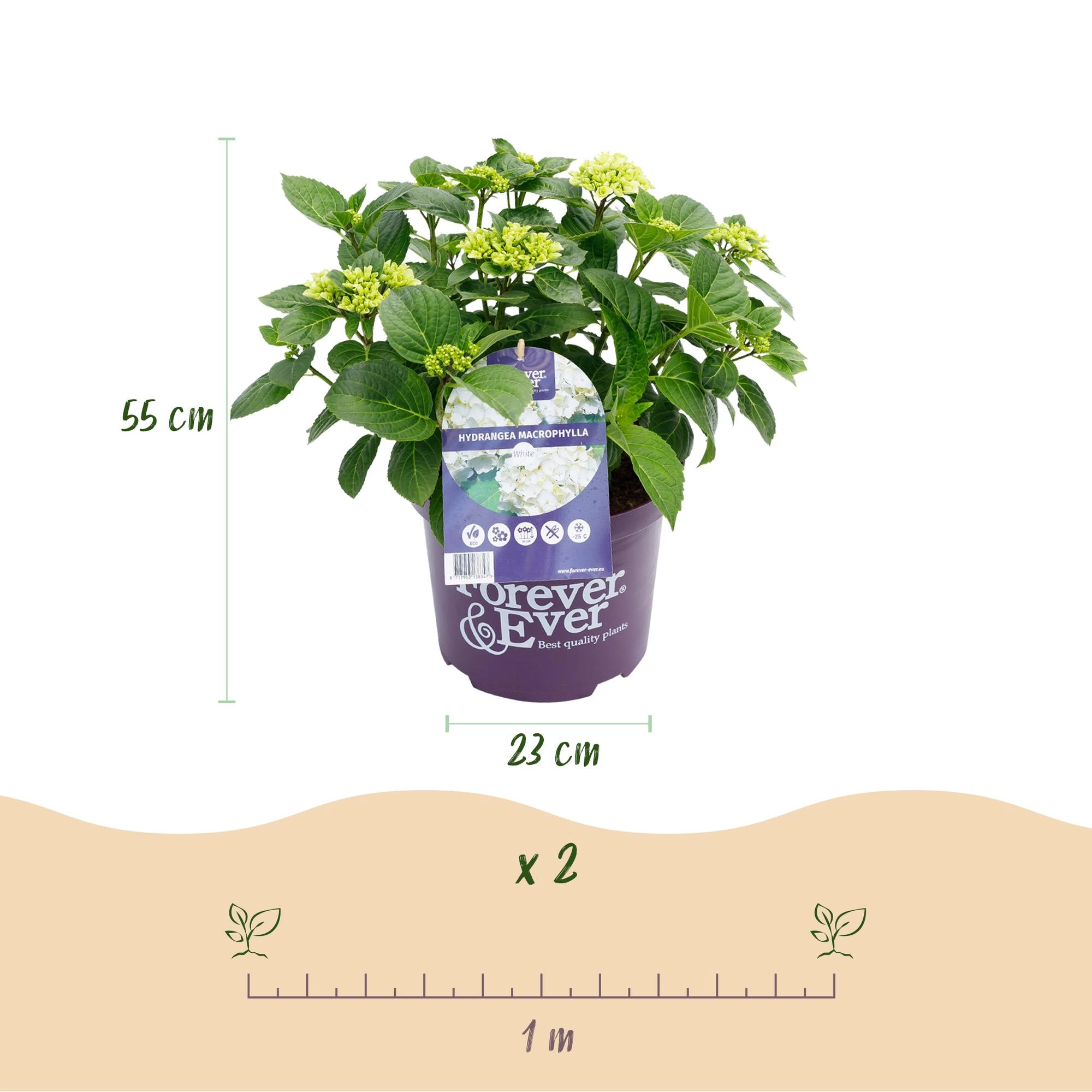 Balkonpflanze - Hortensie - Hydrangea Forever & Ever - Weiß - 7-12 Blumen - 2 Pflanzen - Topf 23cm Höhe 55cm
