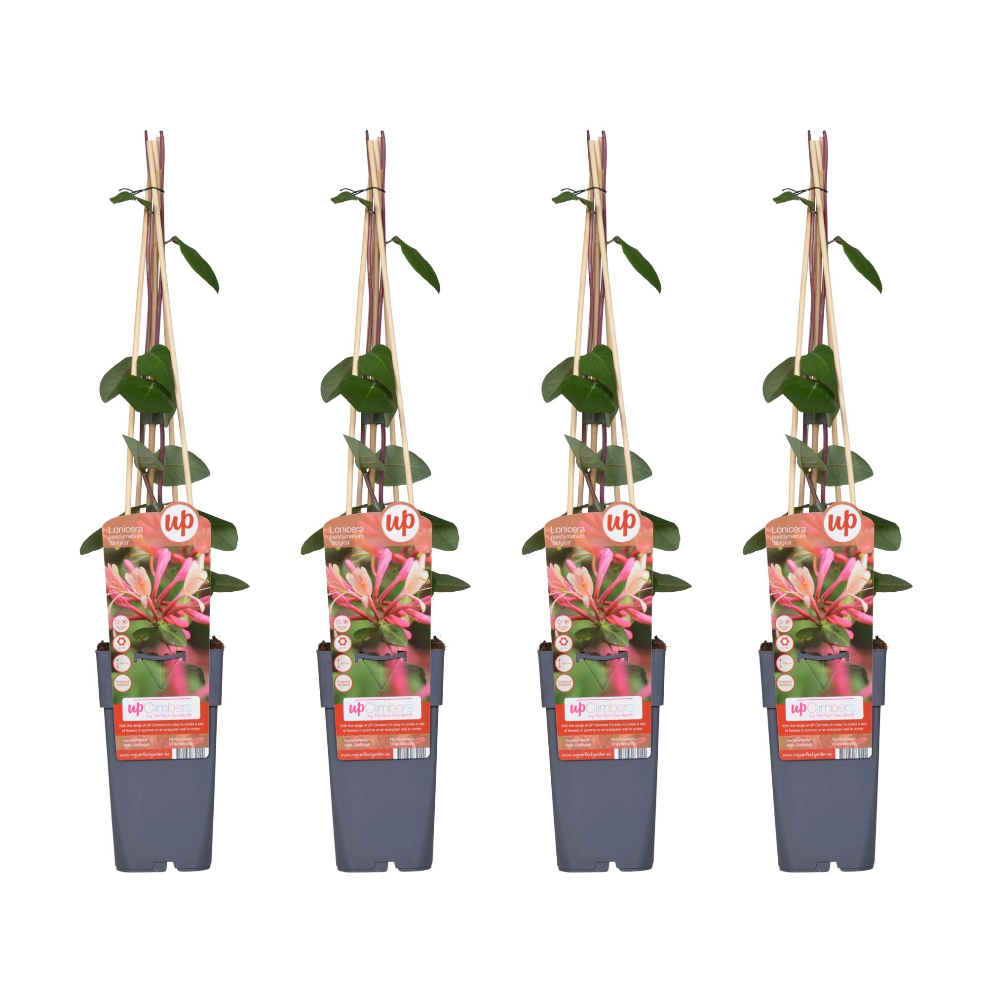 4x - Lonicera periclymenum Belgica - ↨65cm - Ø15 Bild 1