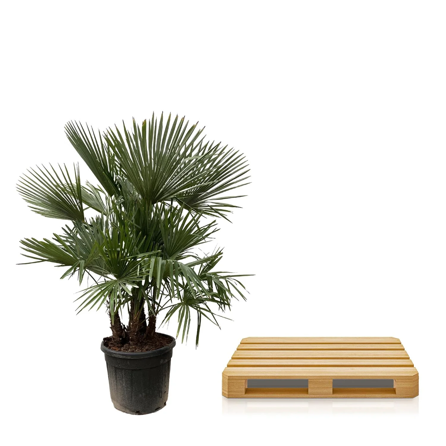 Trachycarpus multi stem - 230cm- Ø50 Bild 2