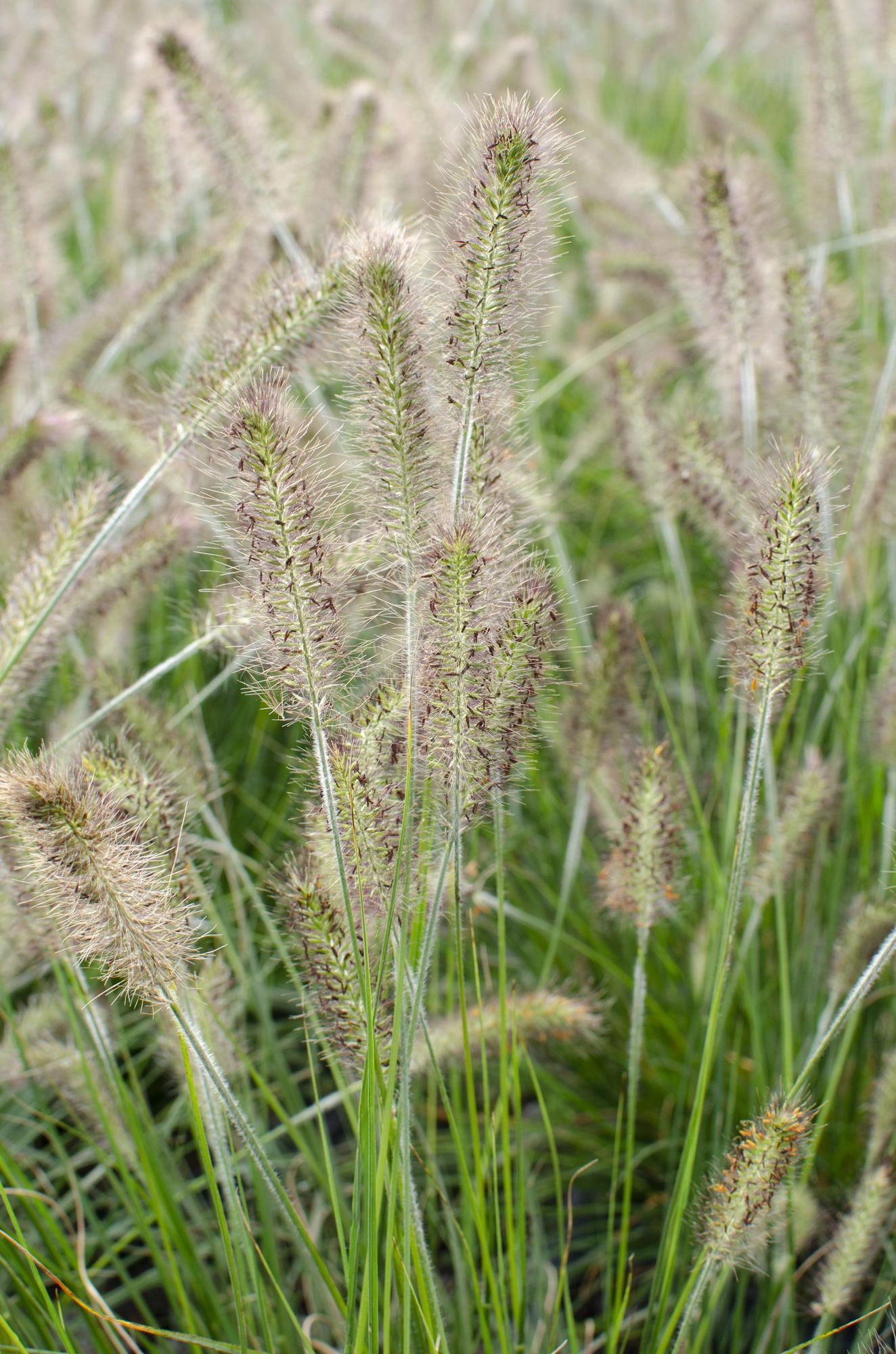 Pennisetum Alopecuroides "Hameln" - Lampenpolniengras