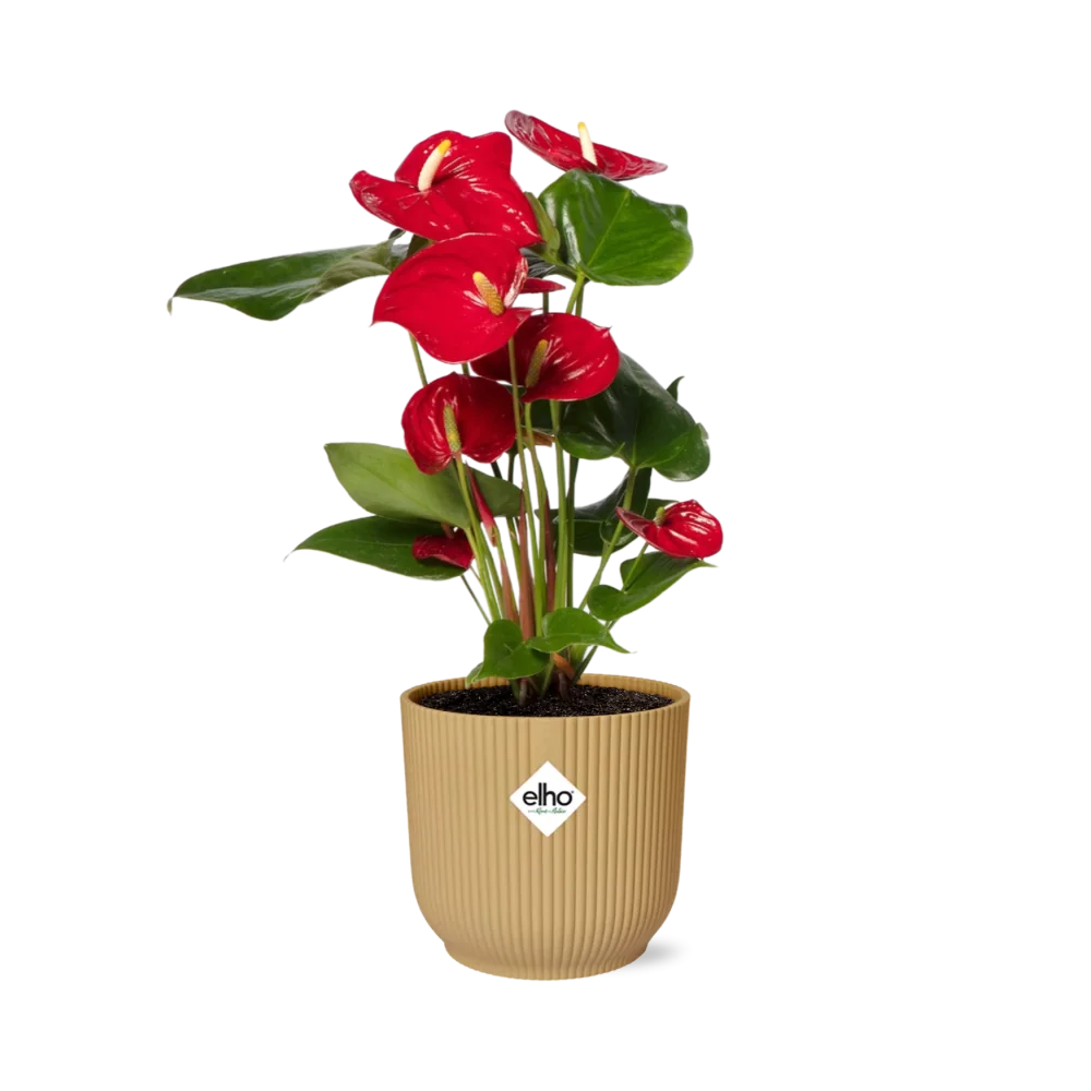 Anthurium – Leuchtende Zimmerpflanze mit pflegeleichten Eigenschaften