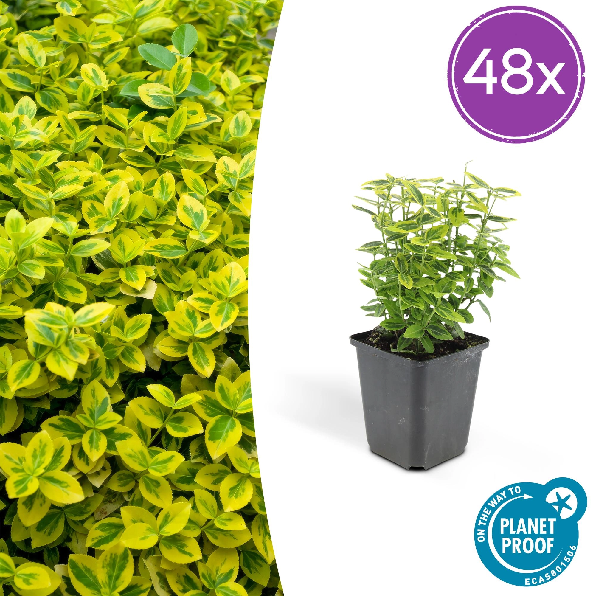 48x Euonymus fort. Emerald n Gold’ - ↕10-25cm - Ø9cm Bild 1