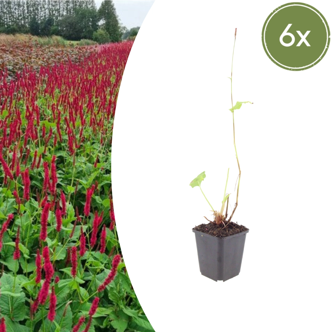 Persicaria amplexicaulis ‘Blackfield’