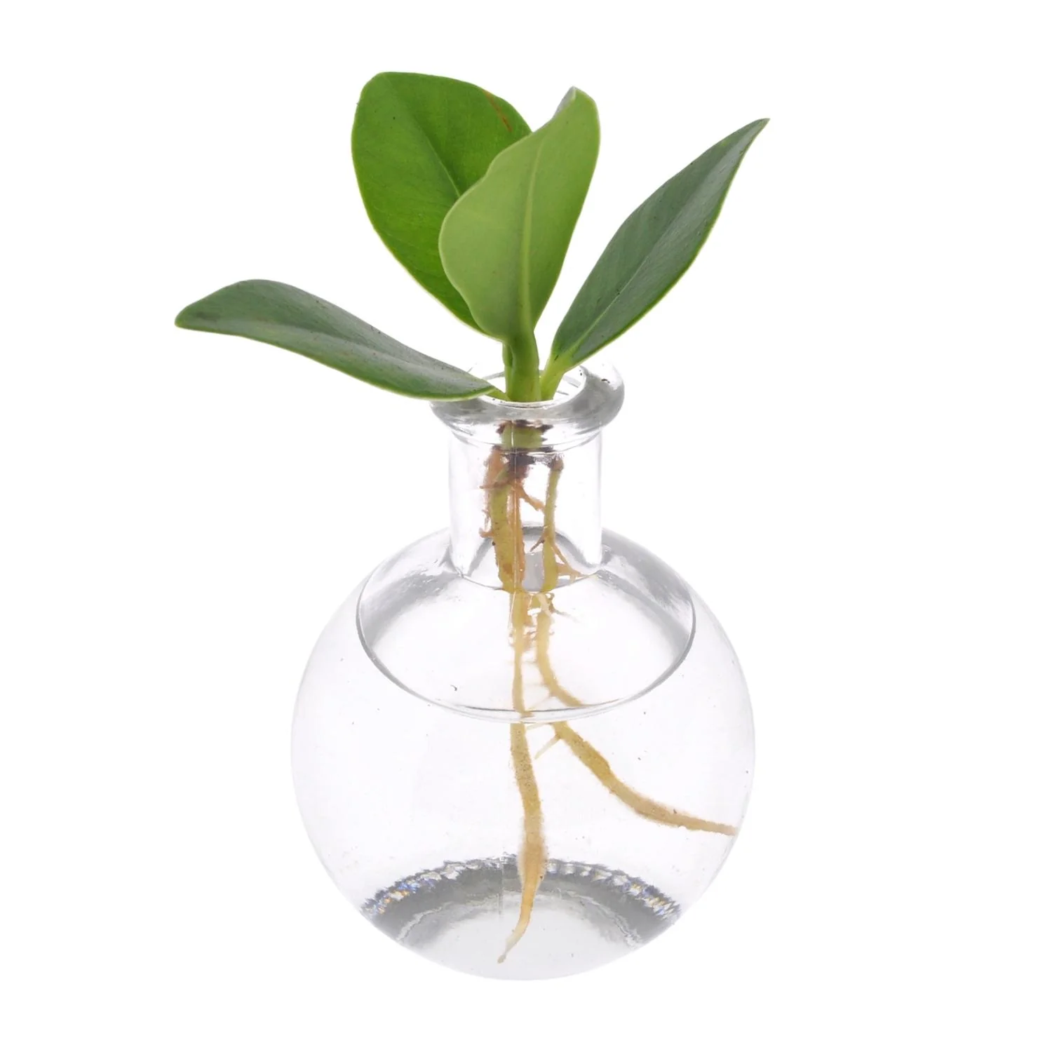 Hydroponie-Pflanzenmischung