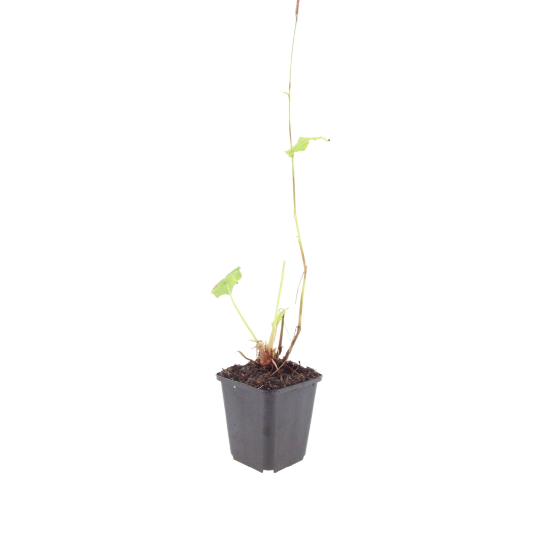 Persicaria amplexicaulis ‘Speciosa’