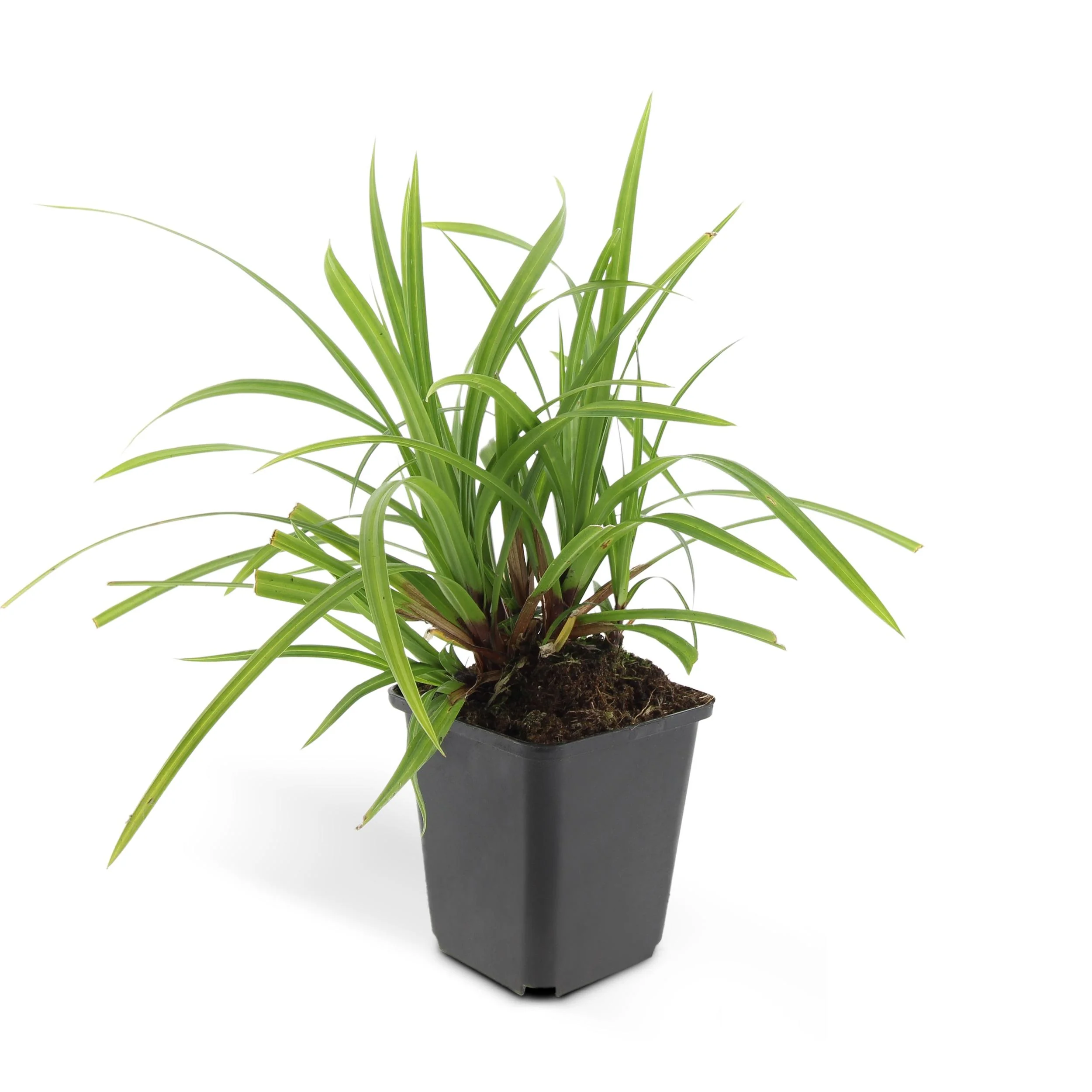 Carex morrowi 'Irish Green'