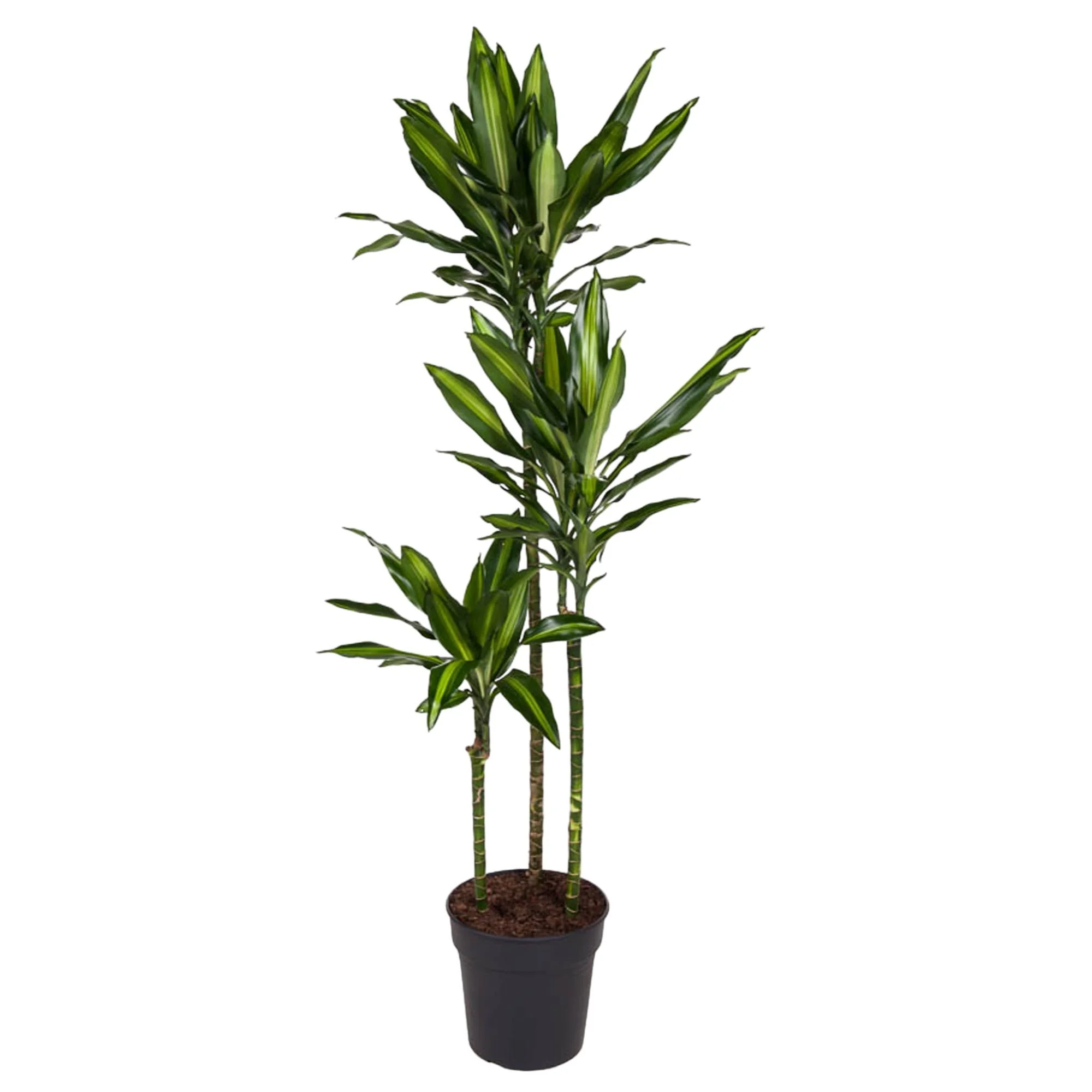 Dracaena Cintho – Pflegeleichte Zimmerpflanze