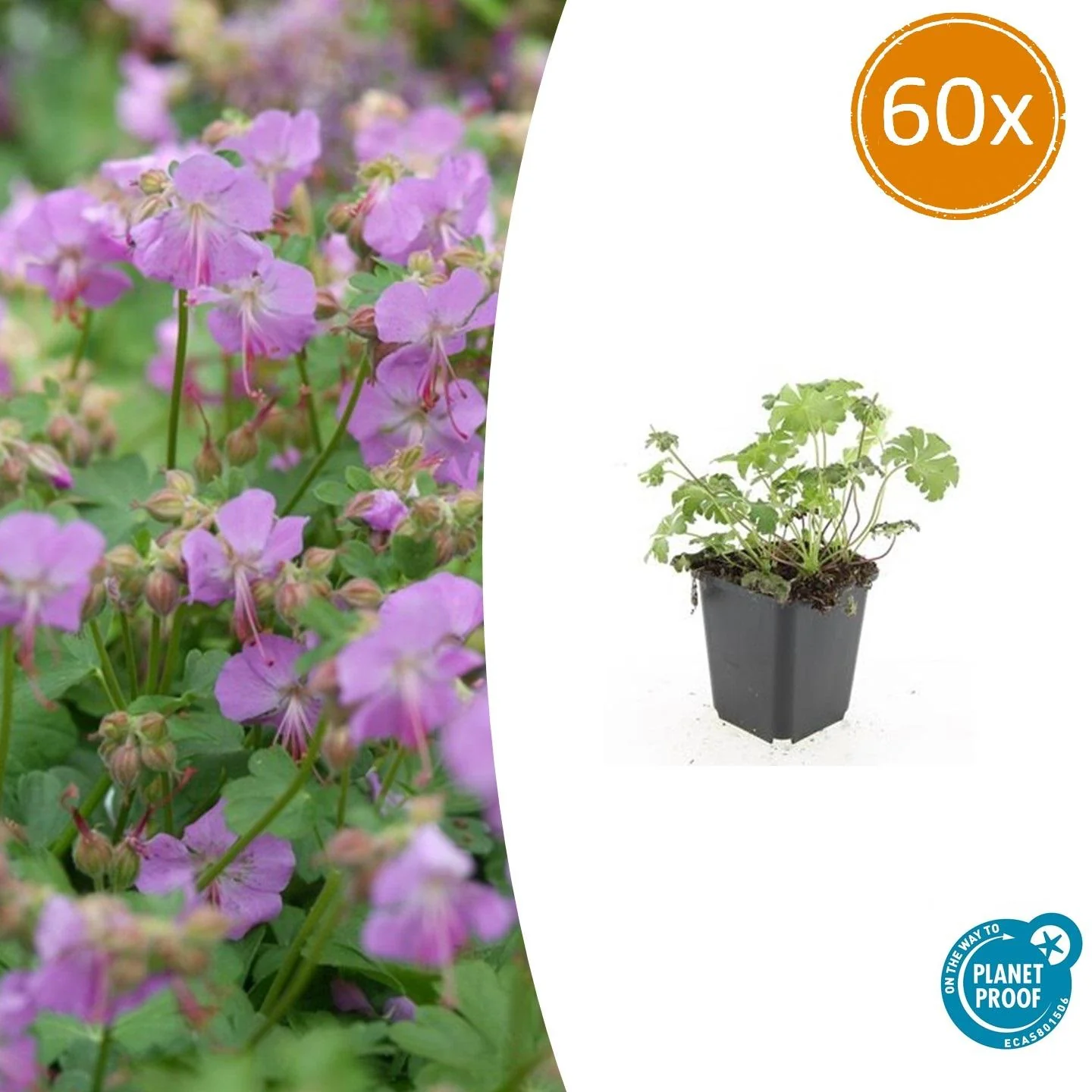 Geranium cantabrigiense 'Cambridge'