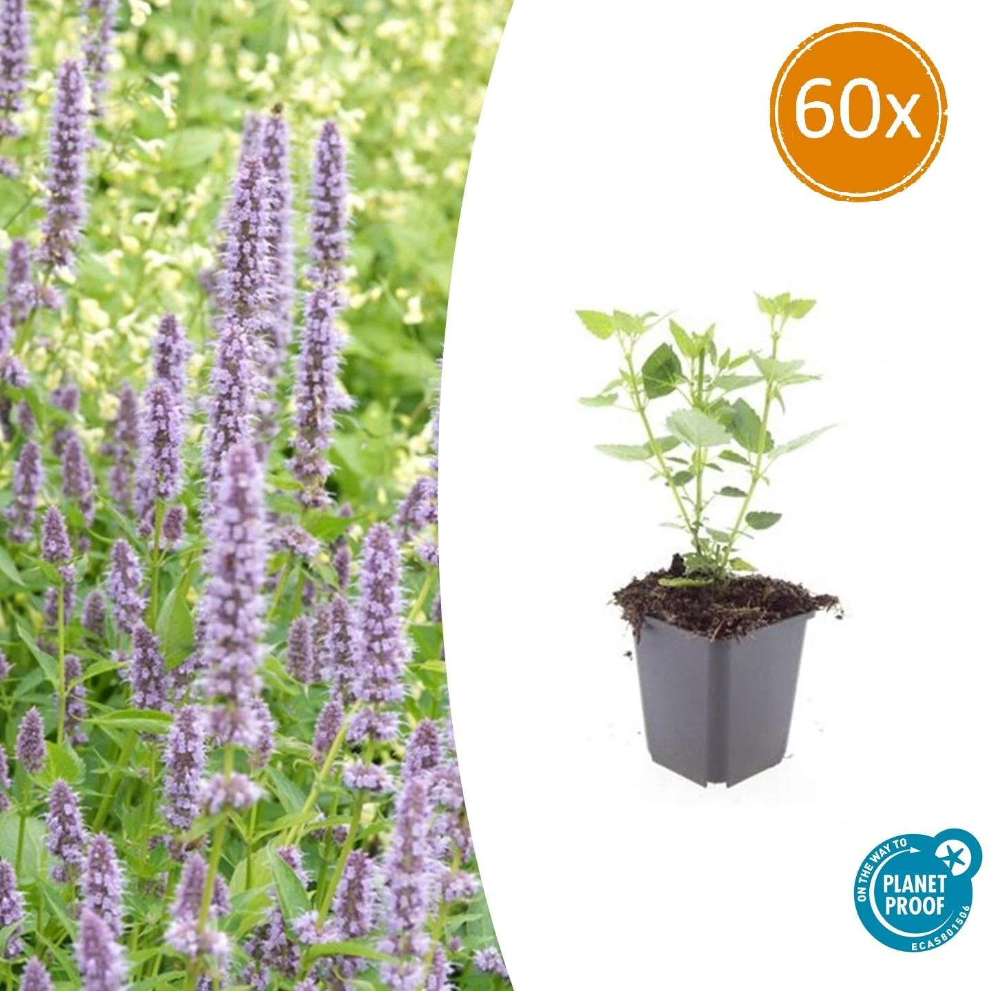 Agastache 'Blue Fortune'