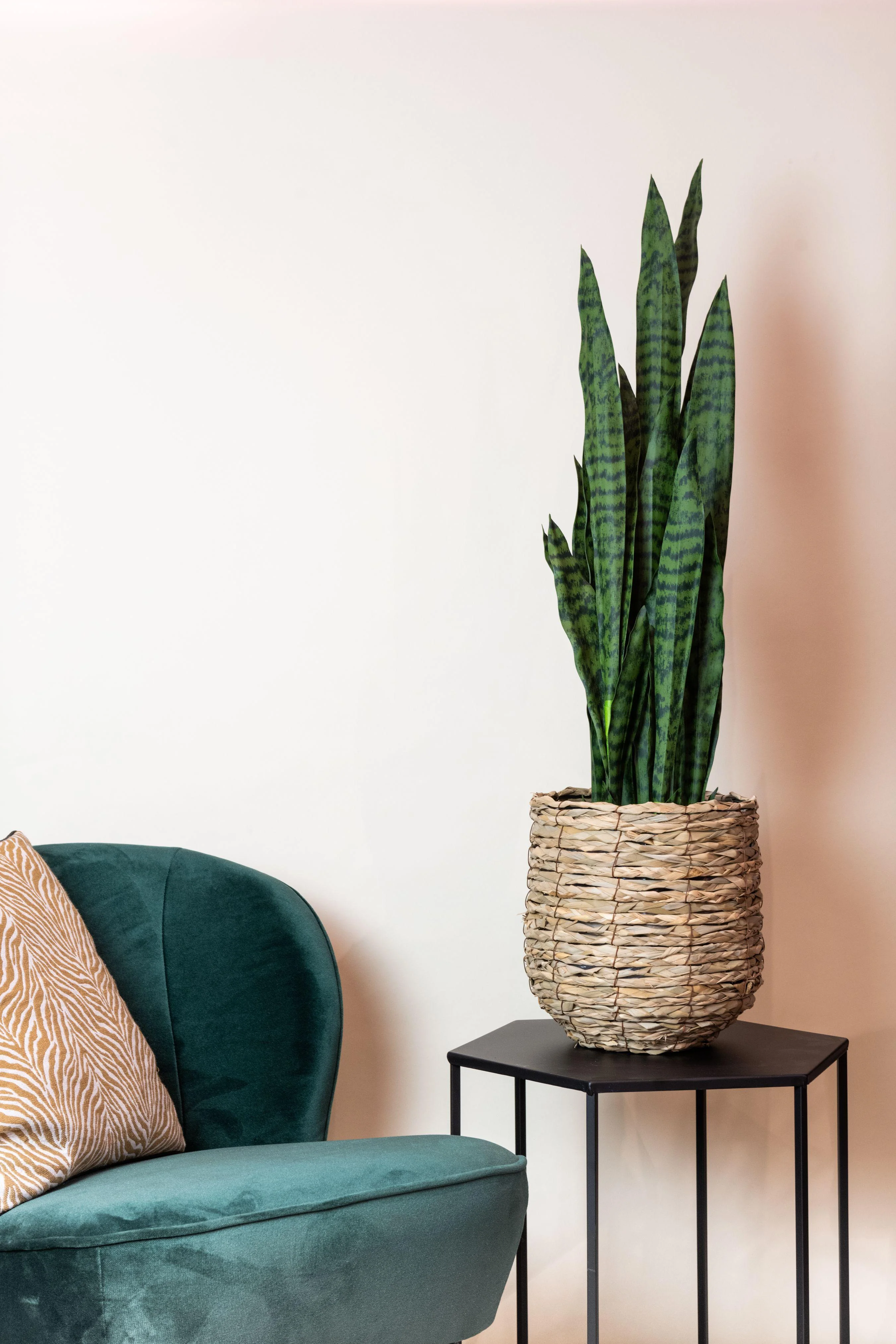 Sansevieria Black Coral – Künstliche Pflanze für dein Zuhause