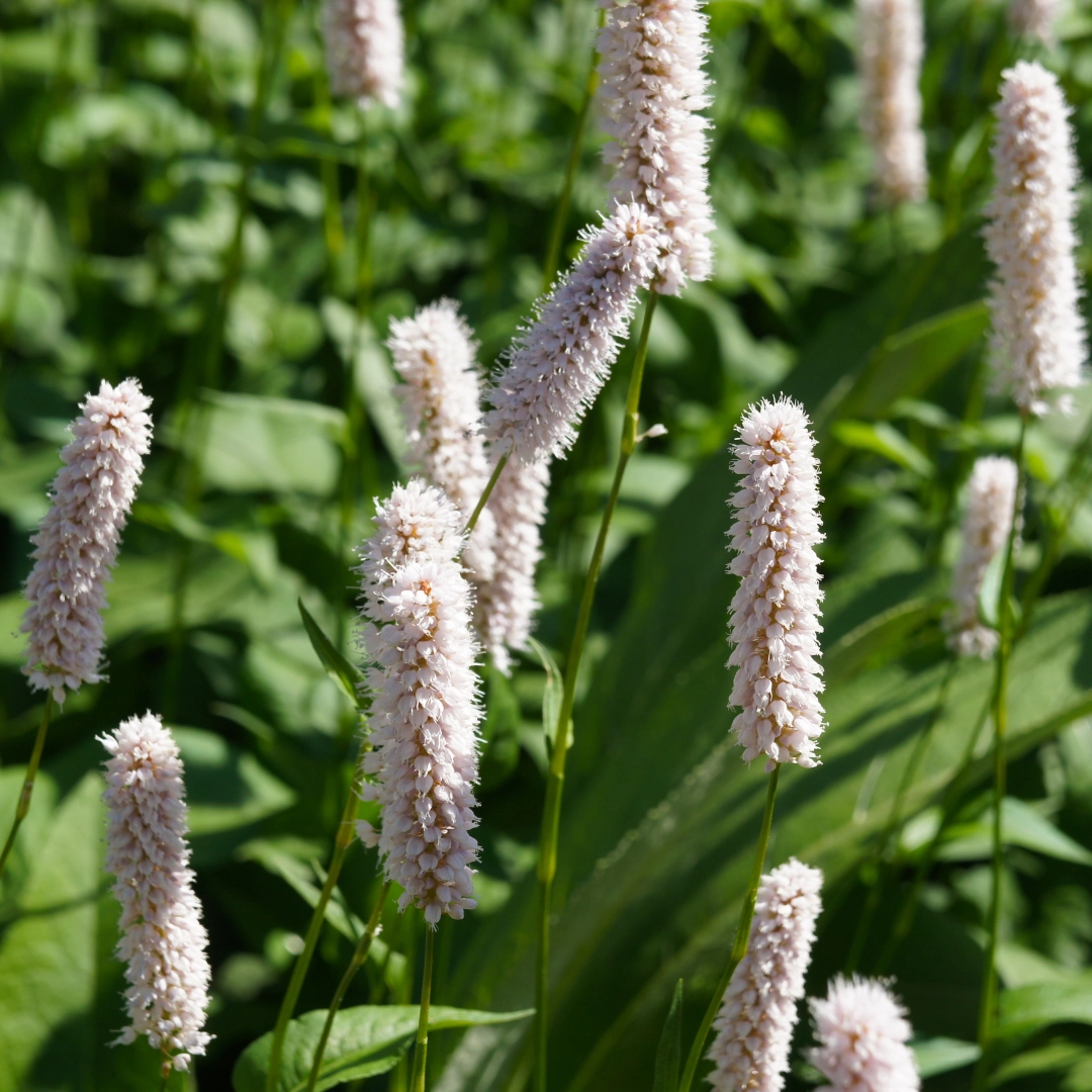 Persicaria bistorta ‘Superba’