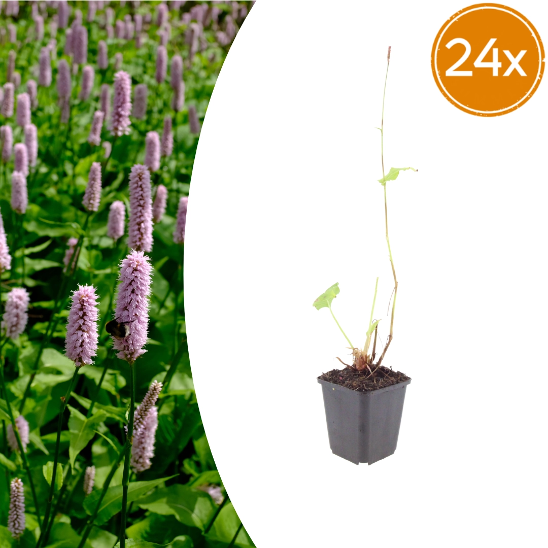 Persicaria affinis ‘Superba’