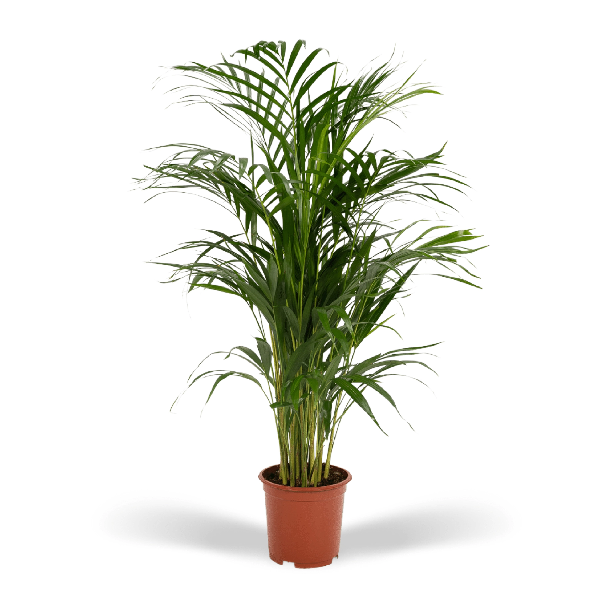 Areca-Palme (Dypsis Lutescens)