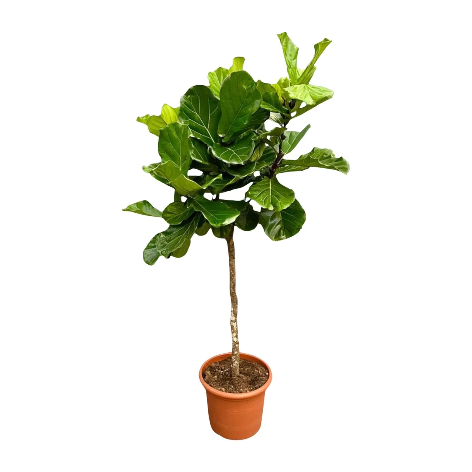 Ficus Lyrata – Geigenfeigenbaum XXL